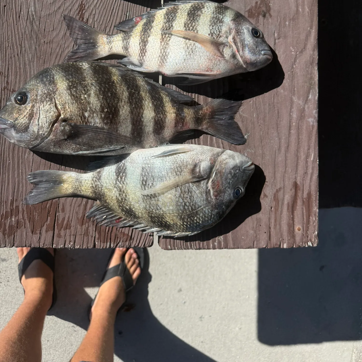 recently logged catches