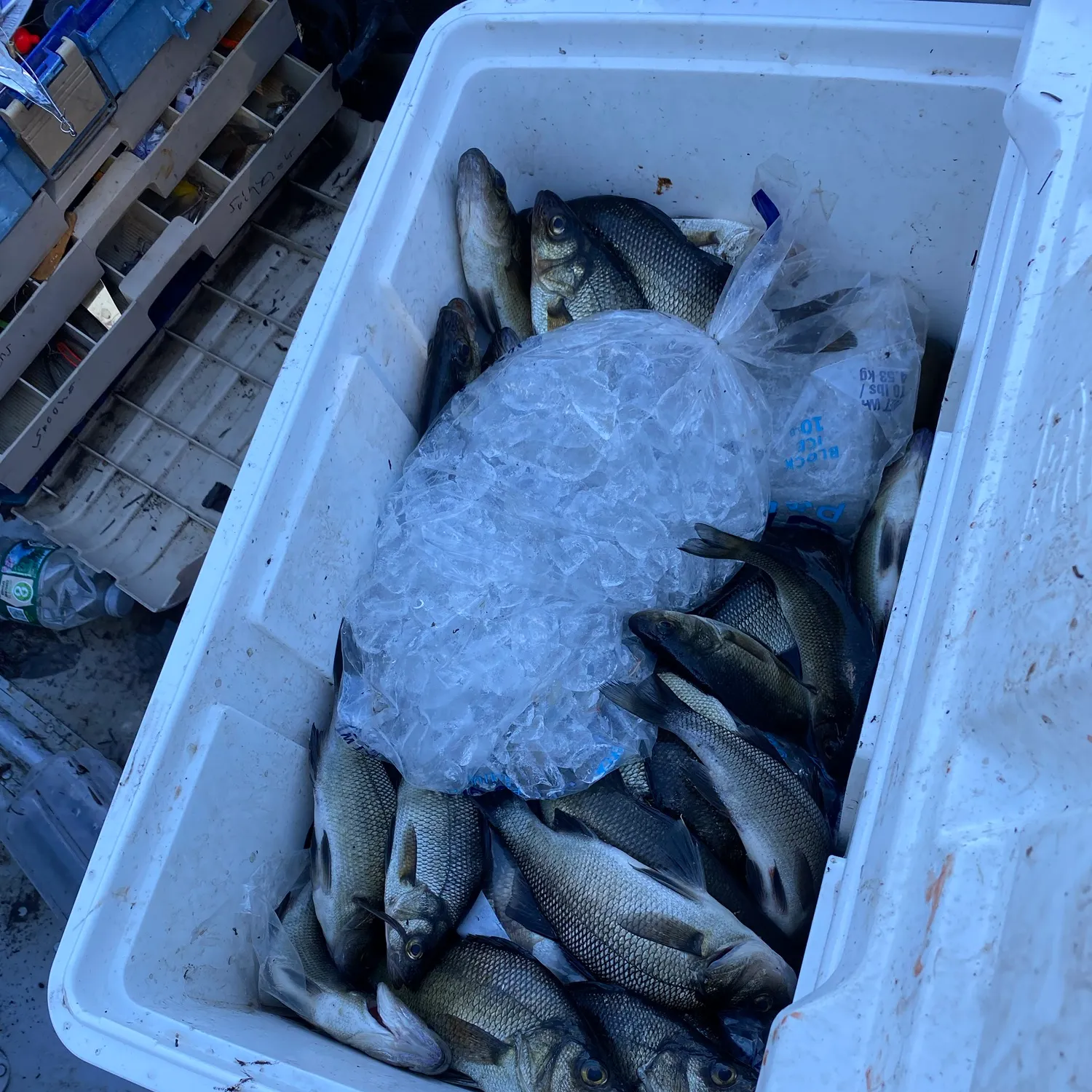 White perch caught on Fishbrain