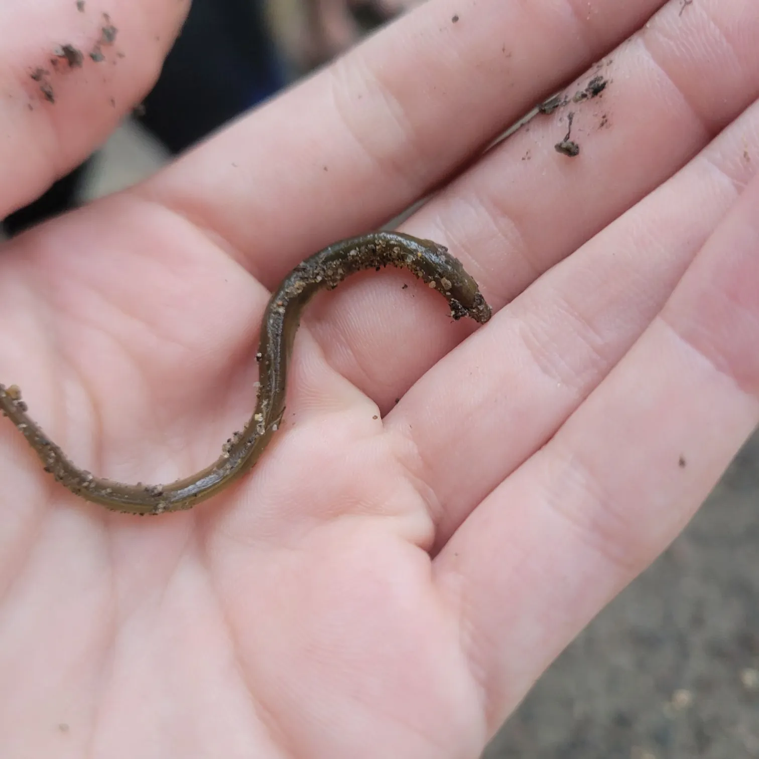 American eel caught on Fishbrain