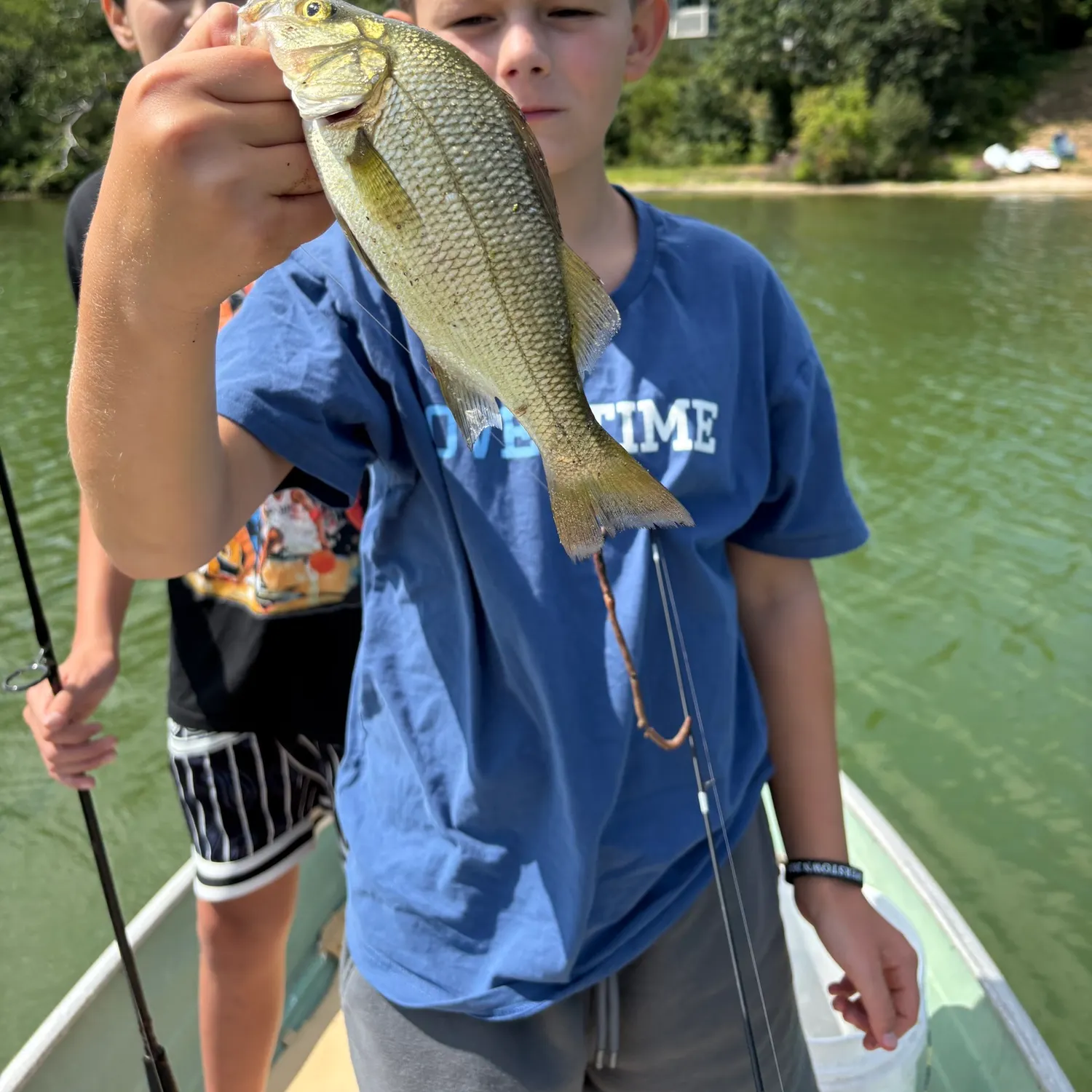 White perch caught on Fishbrain