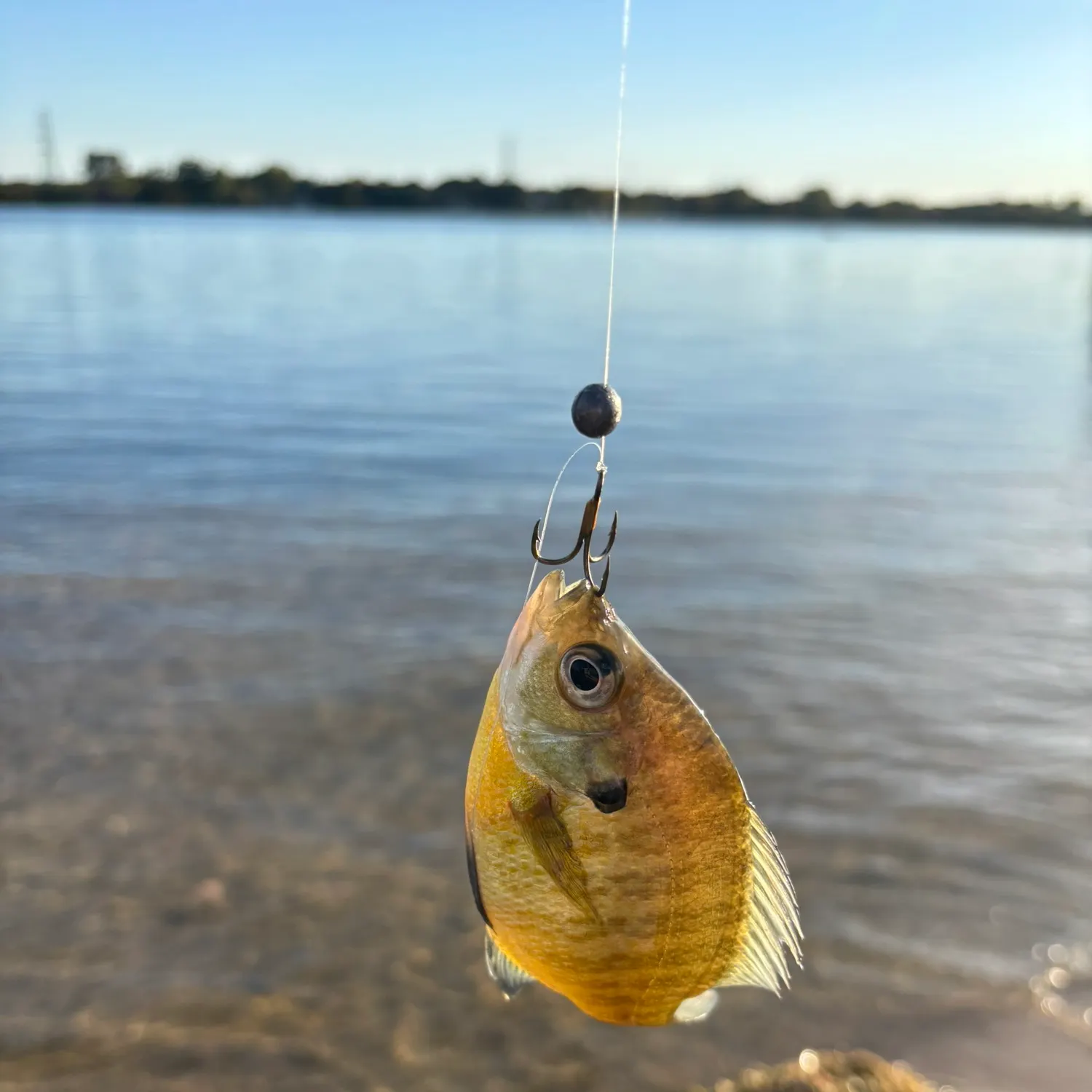 Bluegill caught on Fishbrain