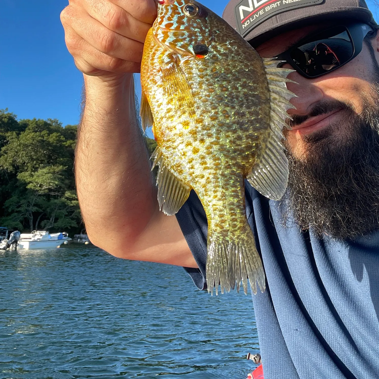 Pumpkinseed caught on Fishbrain