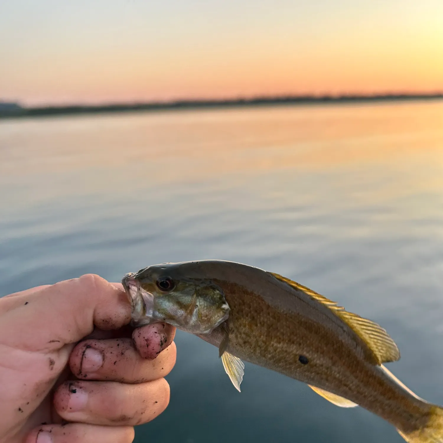 Smallmouth bass caught on Fishbrain