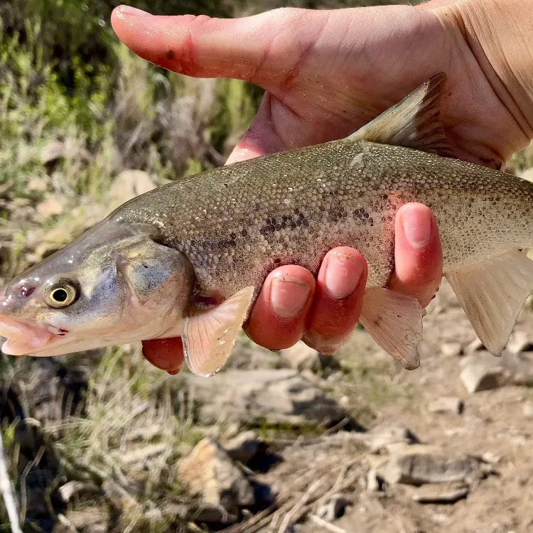 The most recent Roundtail chub catches on Fishbrain