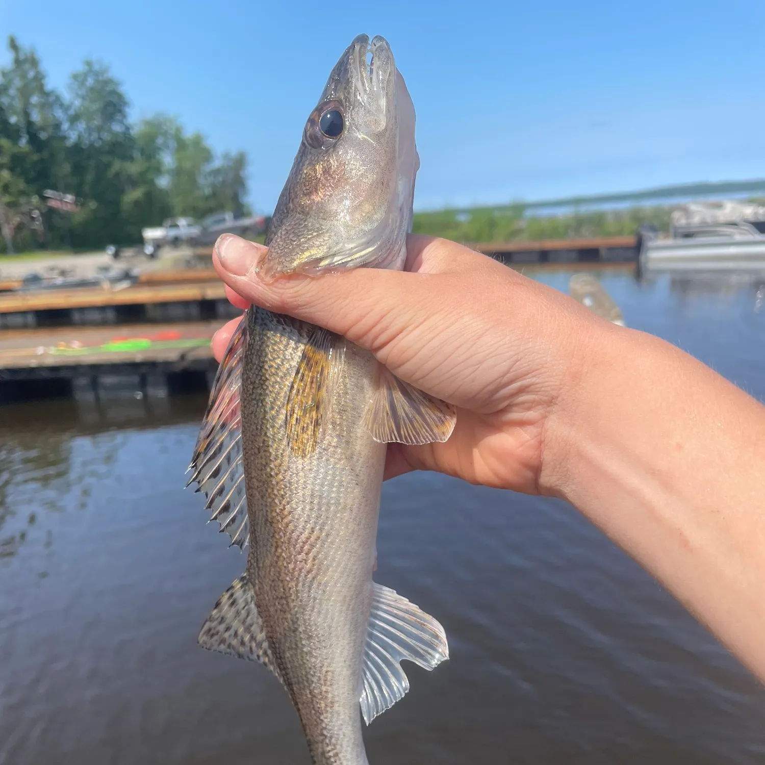 The most recent Sauger catches on Fishbrain