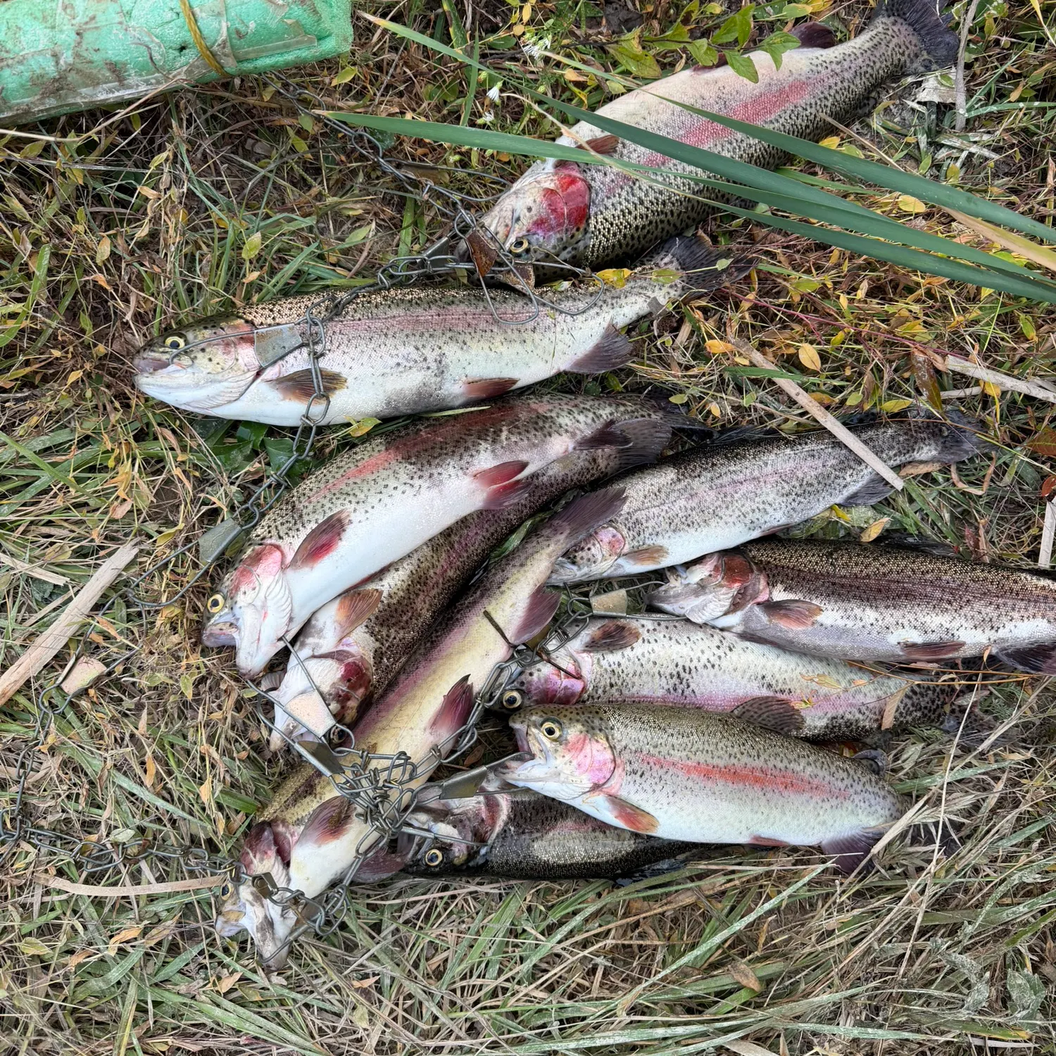 Rainbow trout caught on Fishbrain