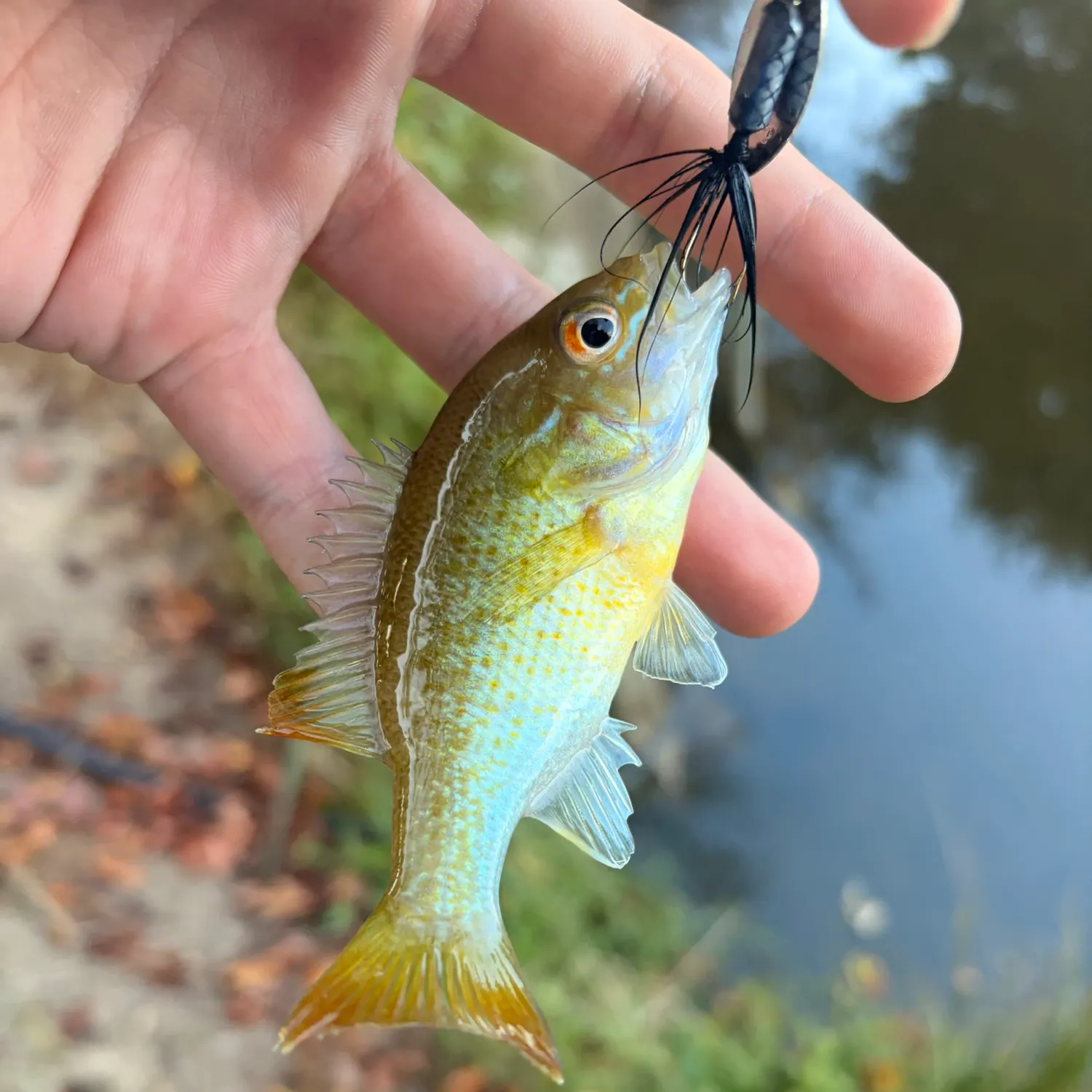 Redbreast sunfish caught on Fishbrain