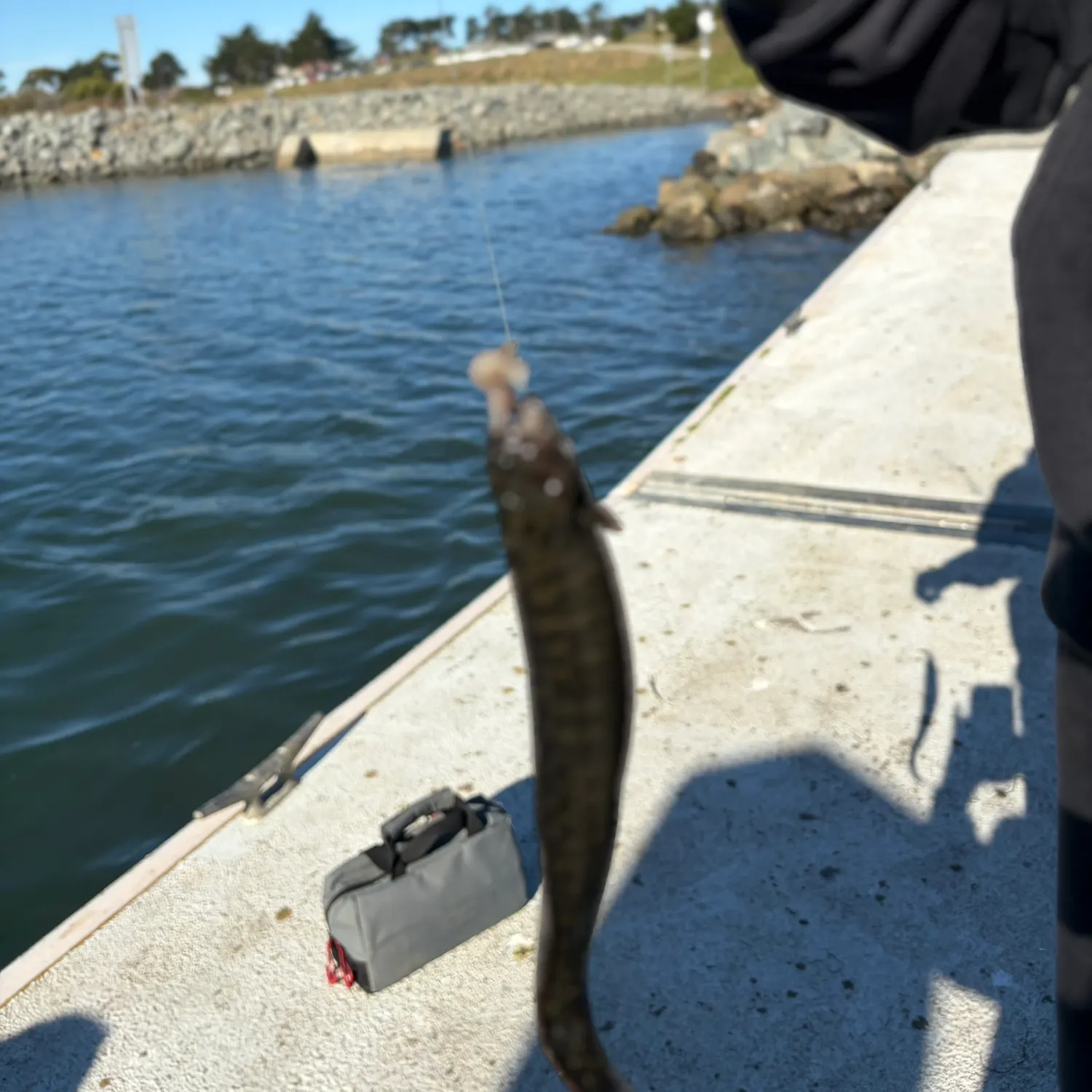 The most recent Monkeyface prickleback catches on Fishbrain