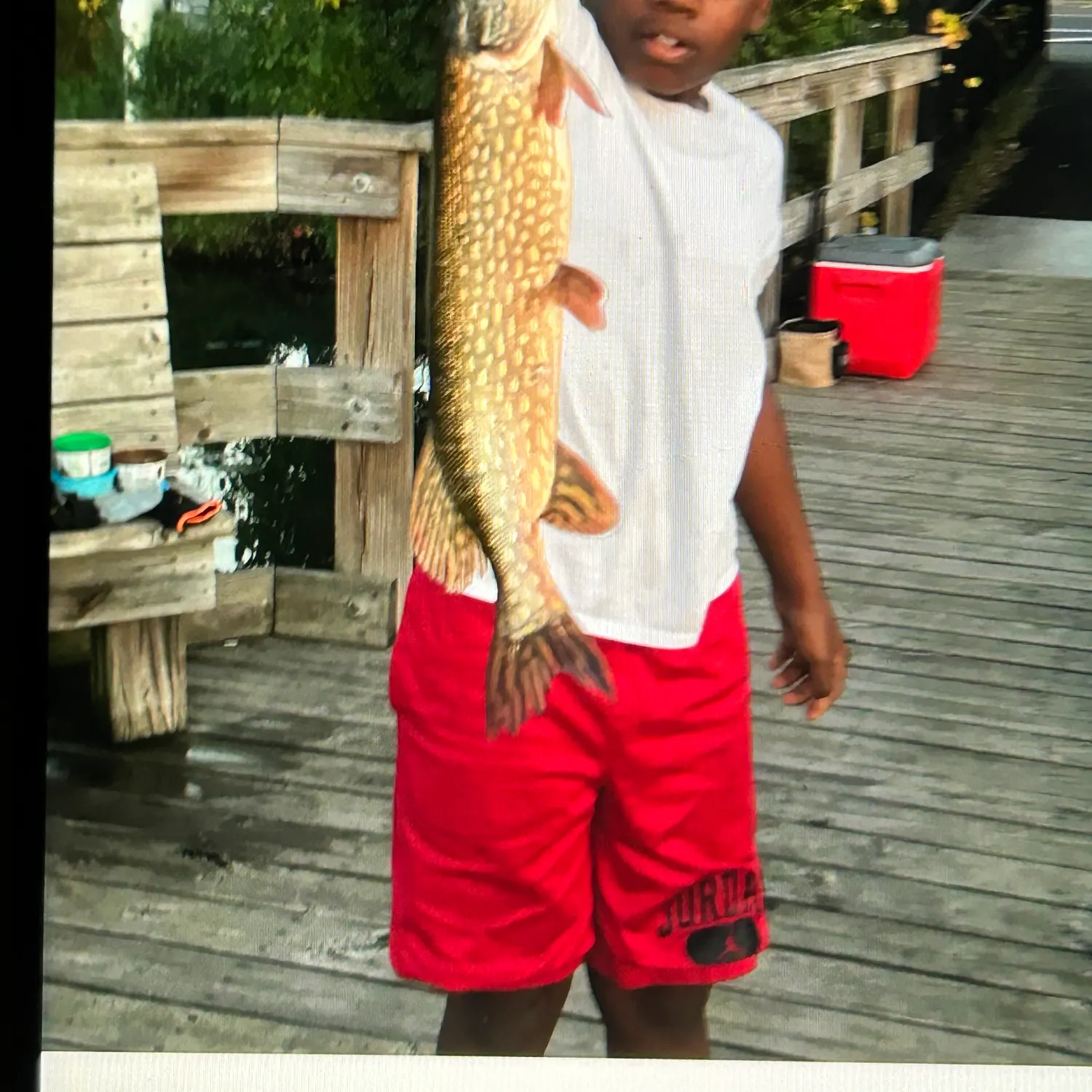 Northern pike caught on Fishbrain