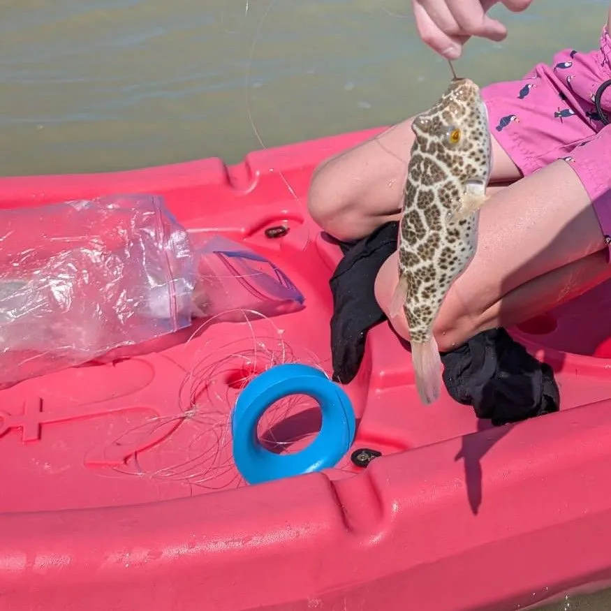 Checkered puffer caught on Fishbrain