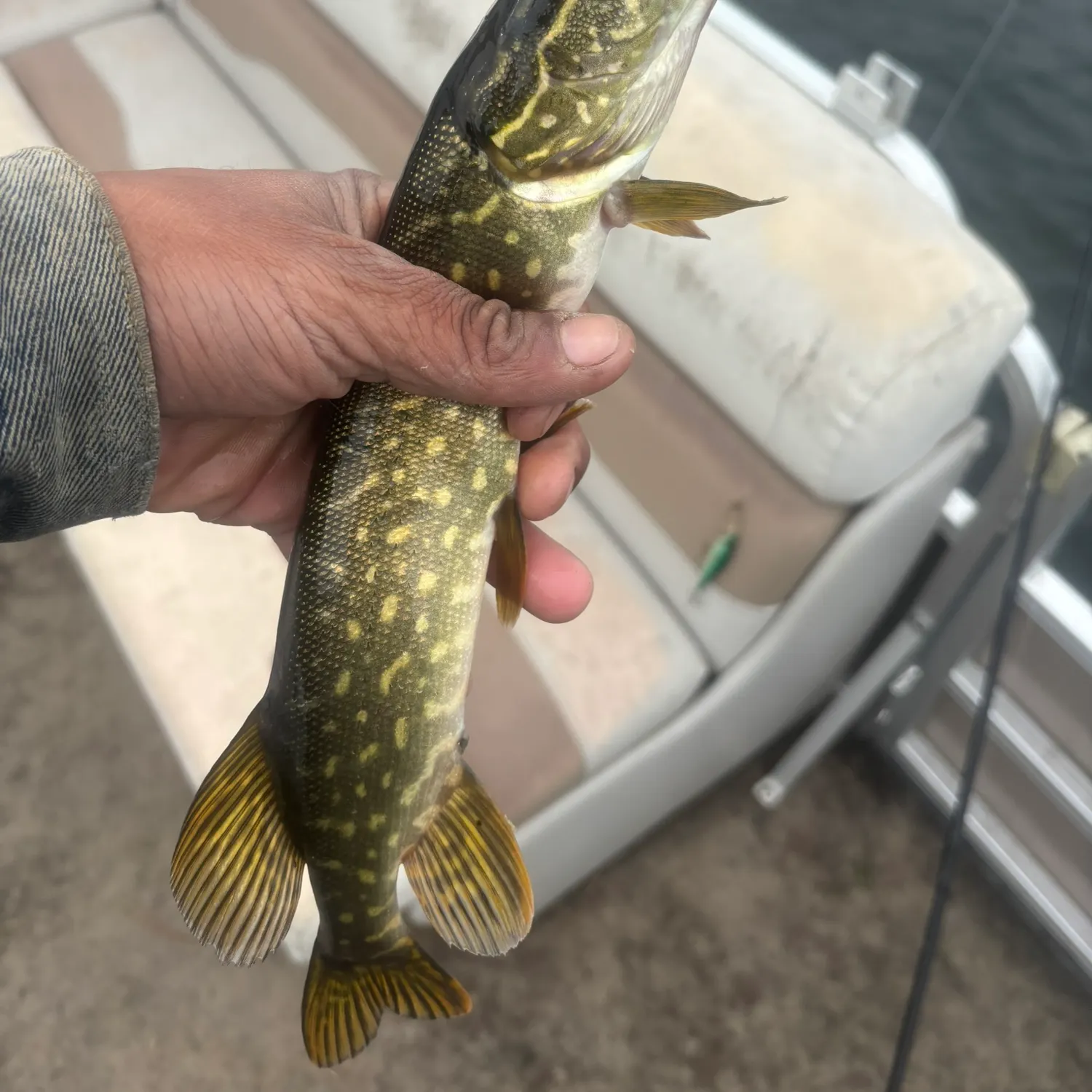 Northern pike caught on Fishbrain