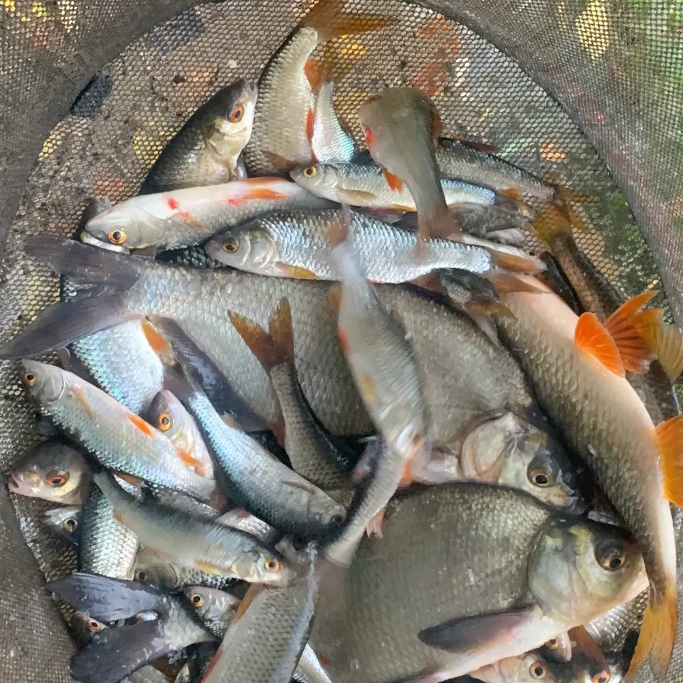 Common roach caught on Fishbrain