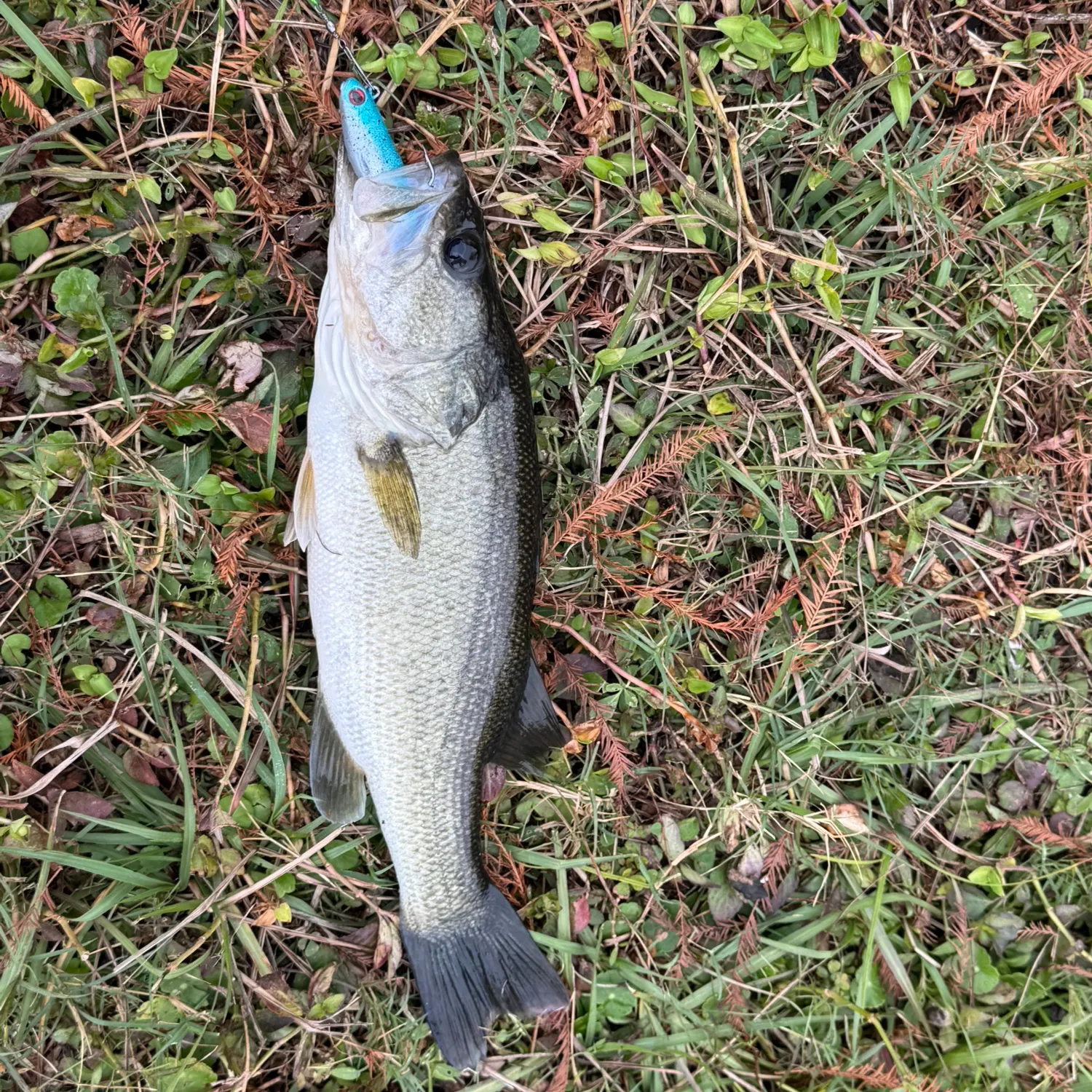 angler catch