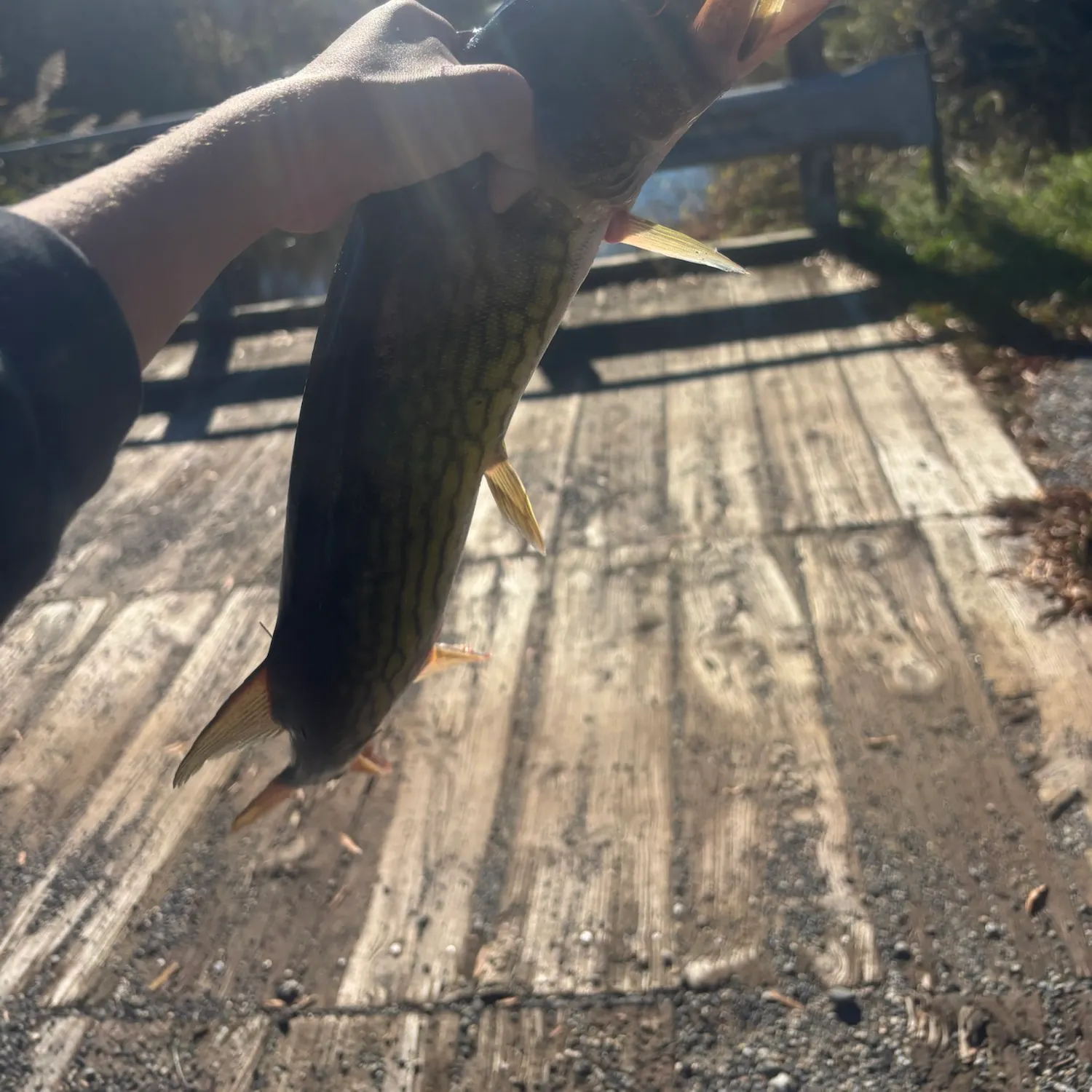 Chain pickerel caught on Fishbrain
