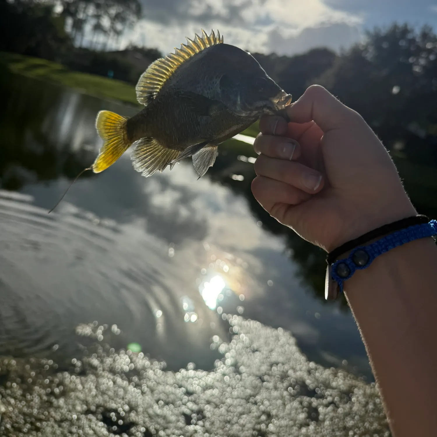 Bluegill caught on Fishbrain