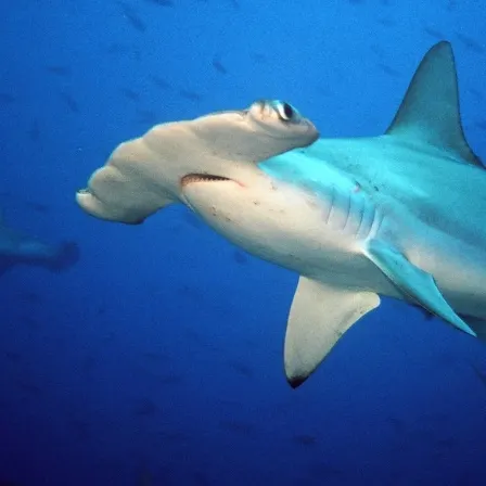 The most recent Scalloped hammerhead shark catches on Fishbrain