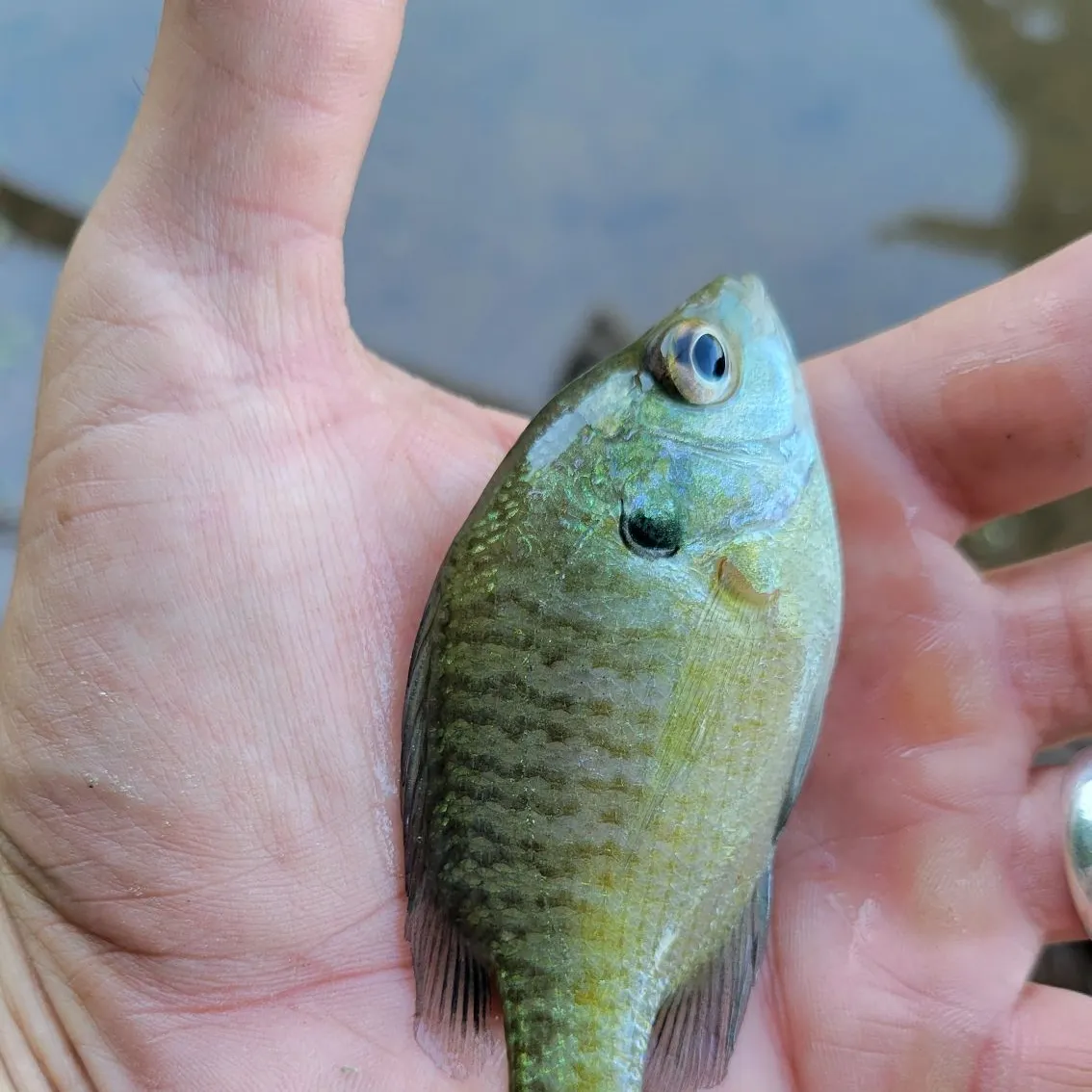 Bluegill caught on Fishbrain
