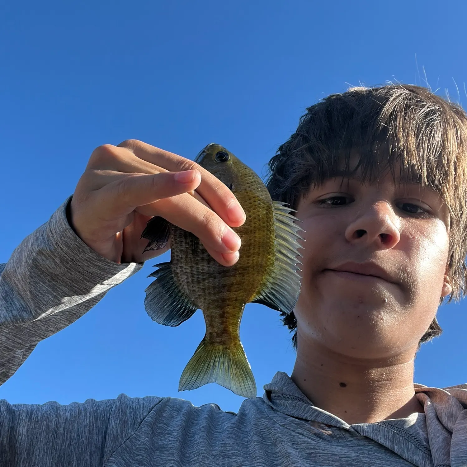 Bluegill caught on Fishbrain