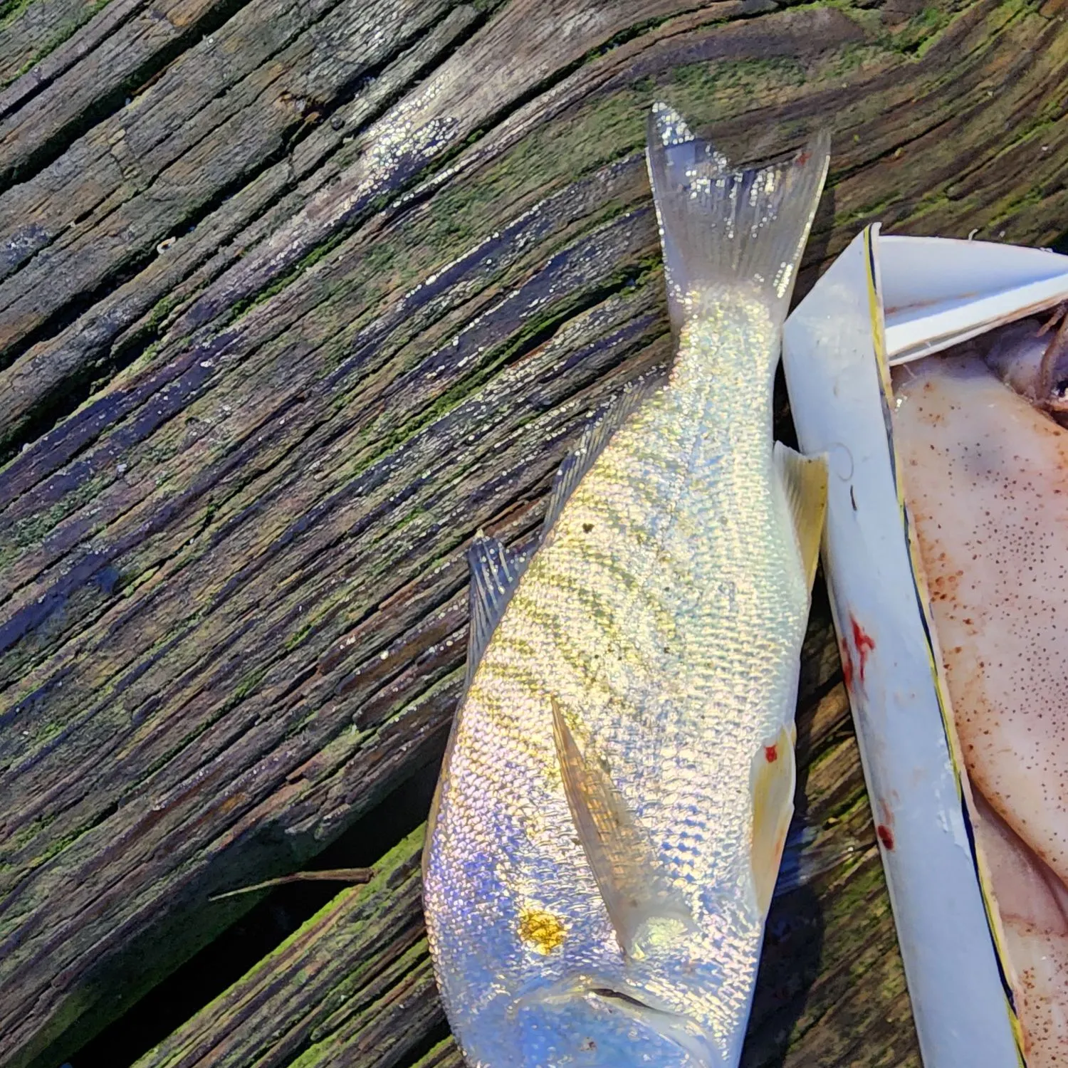 Spot croaker caught on Fishbrain