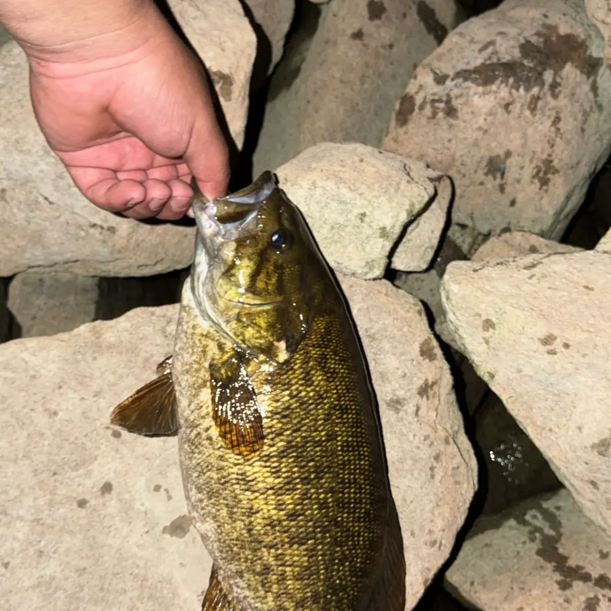 Smallmouth bass caught on Fishbrain