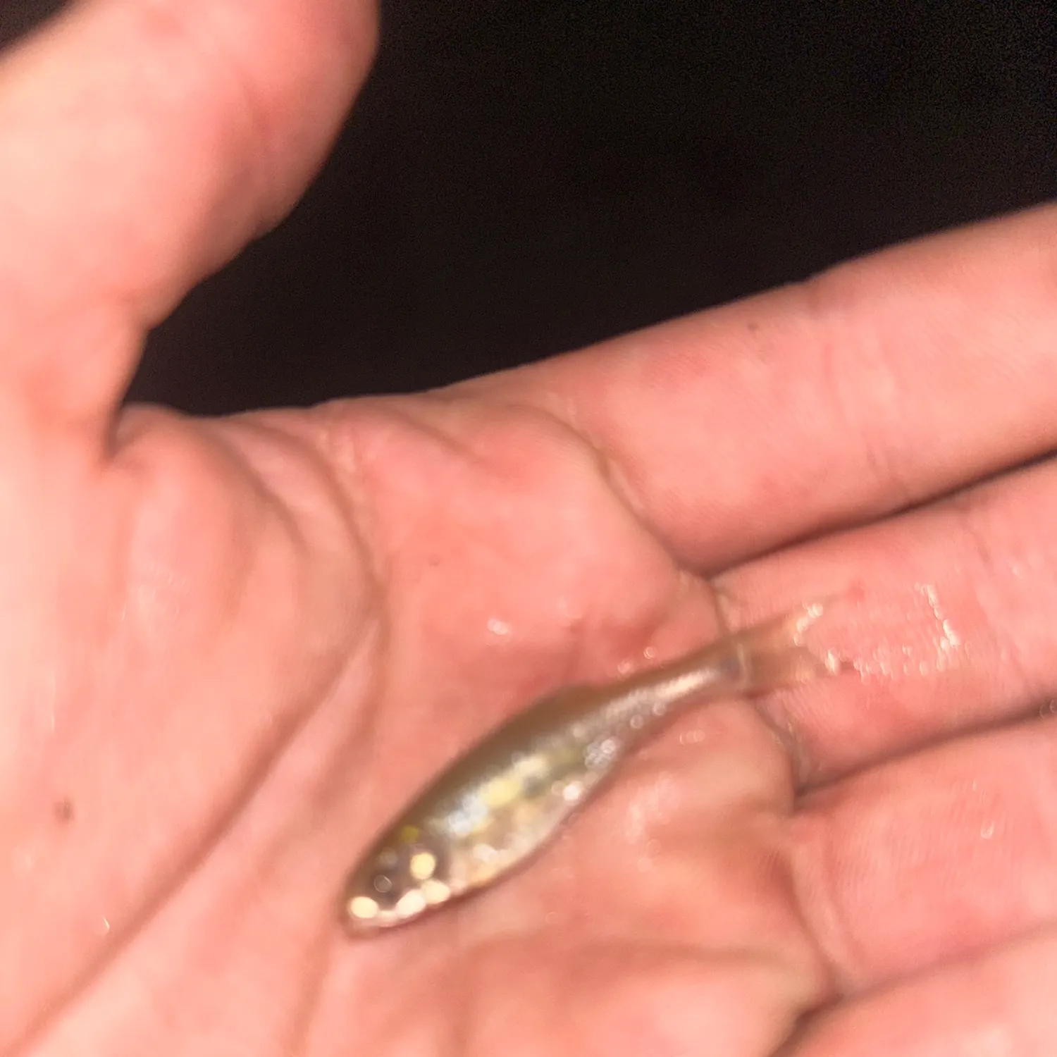 The most recent Spottail shiner catches on Fishbrain
