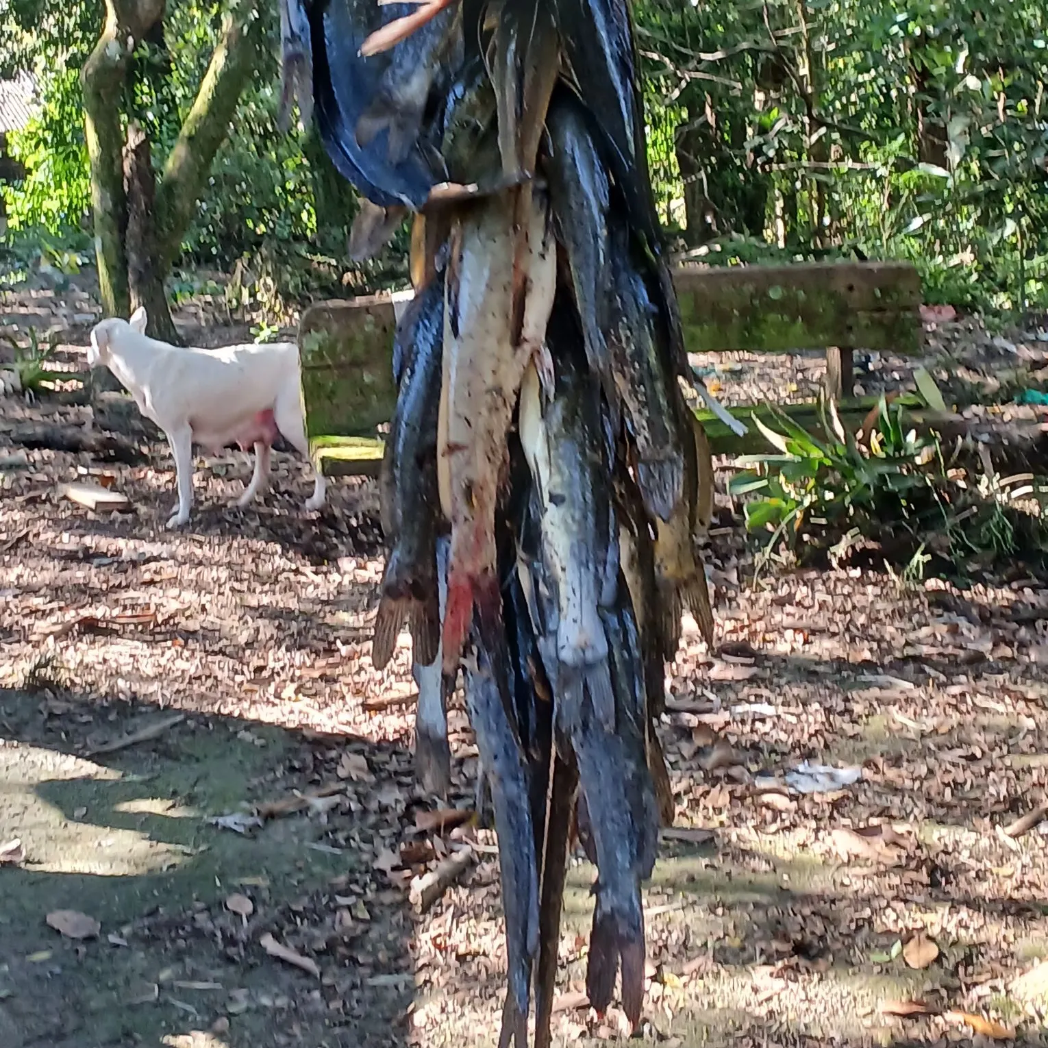 The most recent Silver catfish catches on Fishbrain