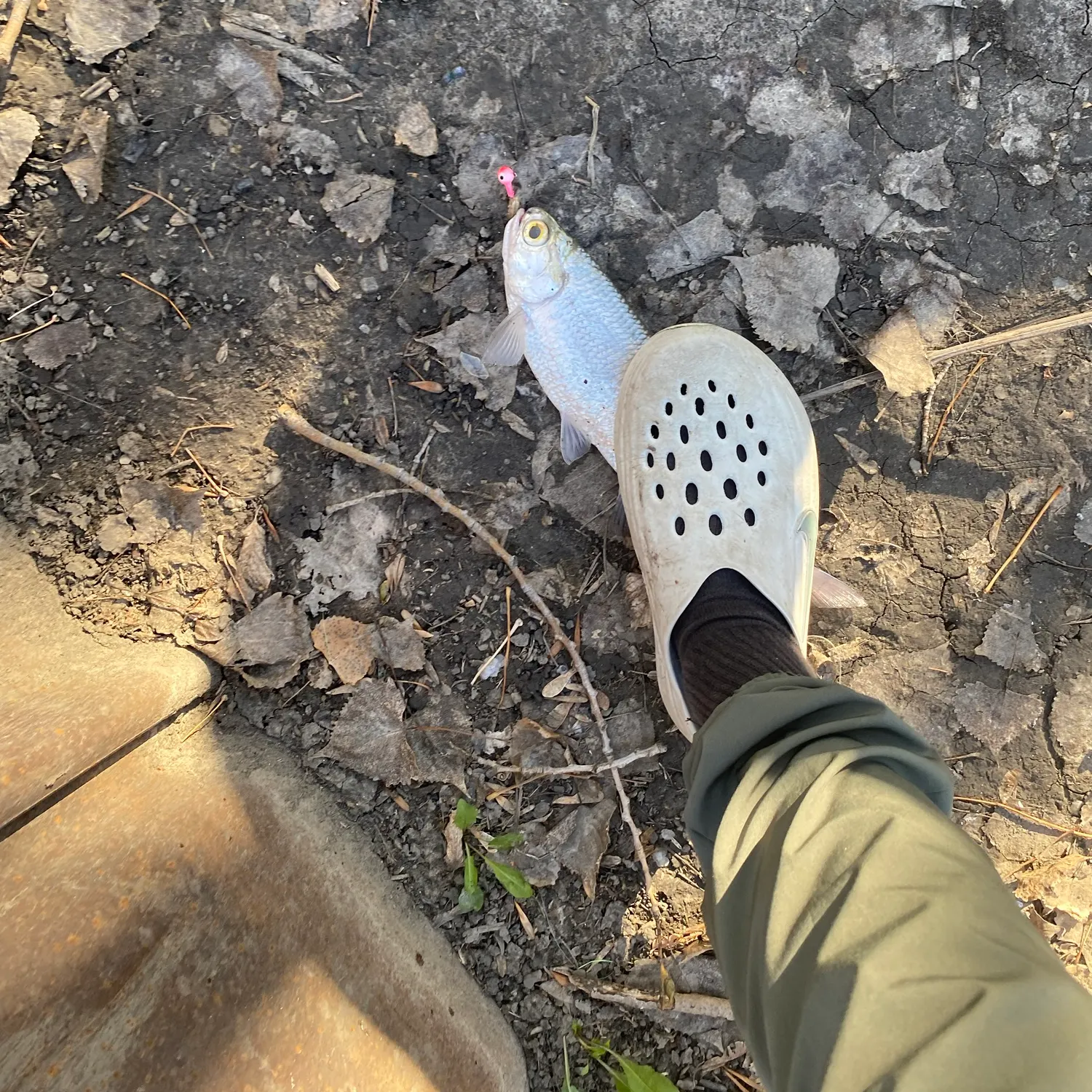 Goldeye caught on Fishbrain