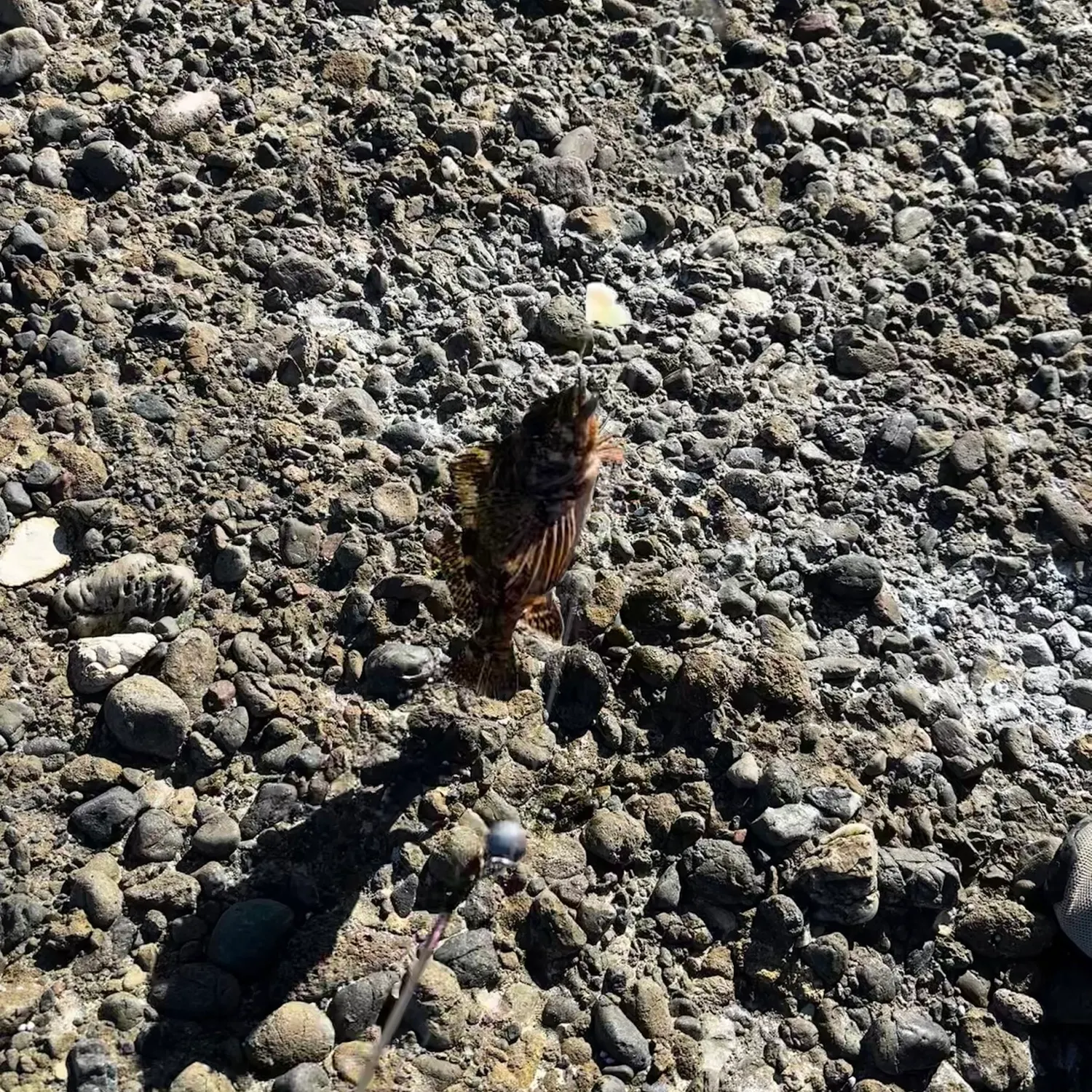 Fish caught on Fishbrain