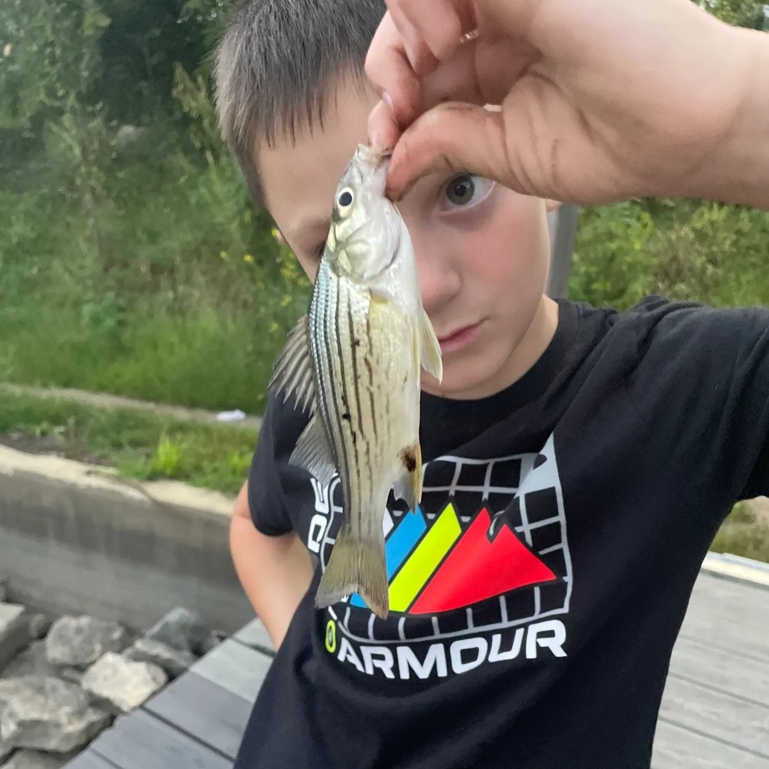 Striped bass caught on Fishbrain