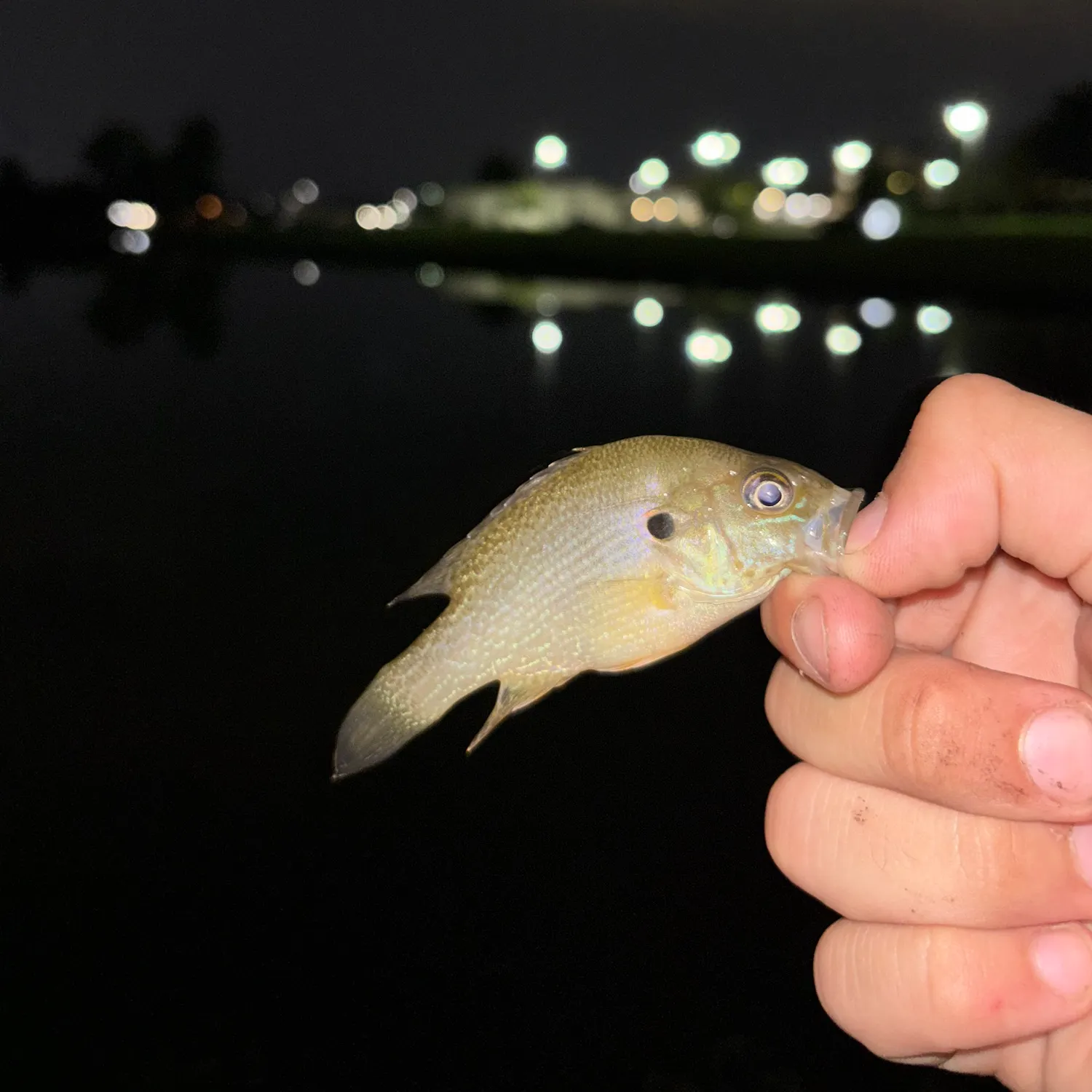 Green sunfish caught on Fishbrain