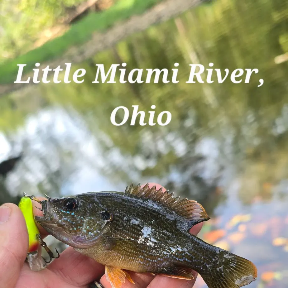 Green sunfish caught on Fishbrain