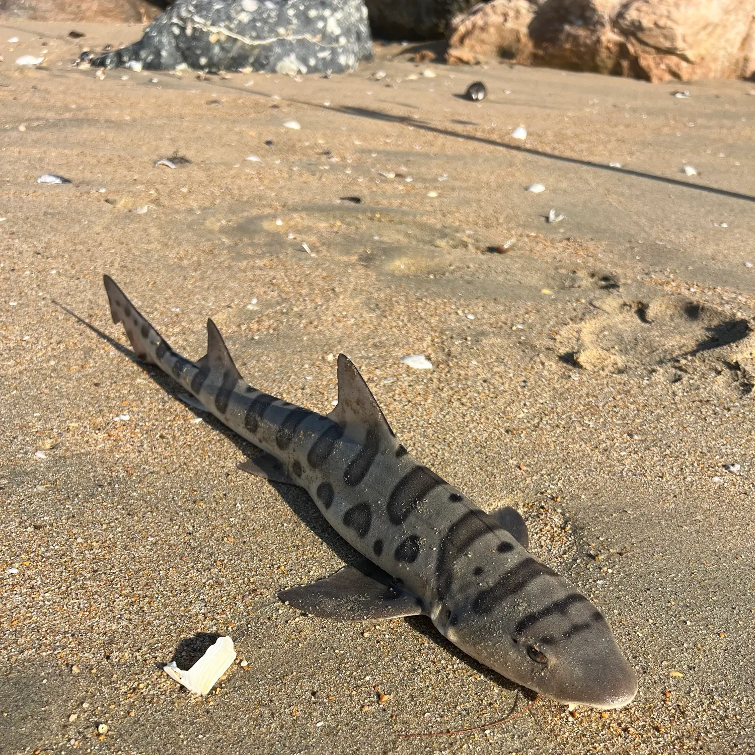 Leopard shark caught on Fishbrain