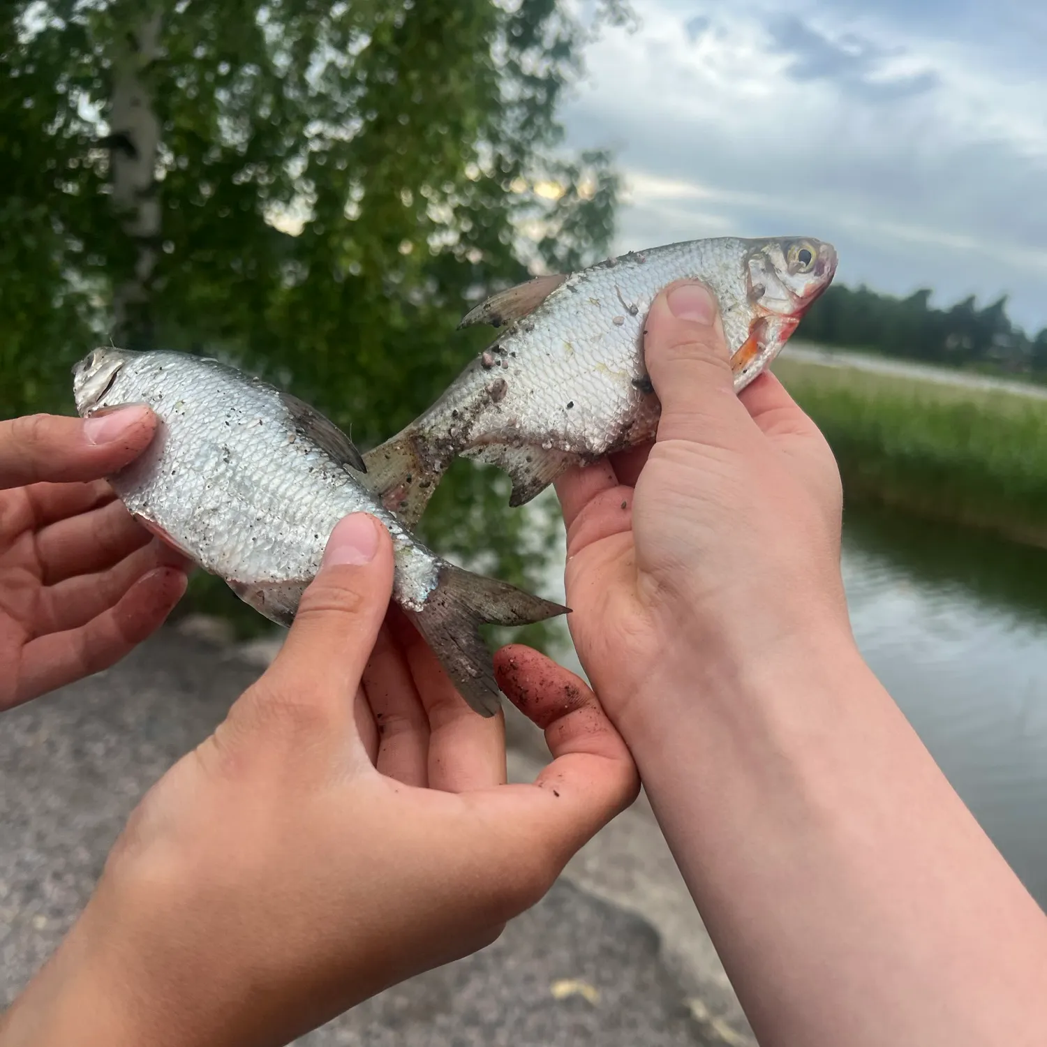 recently logged catches