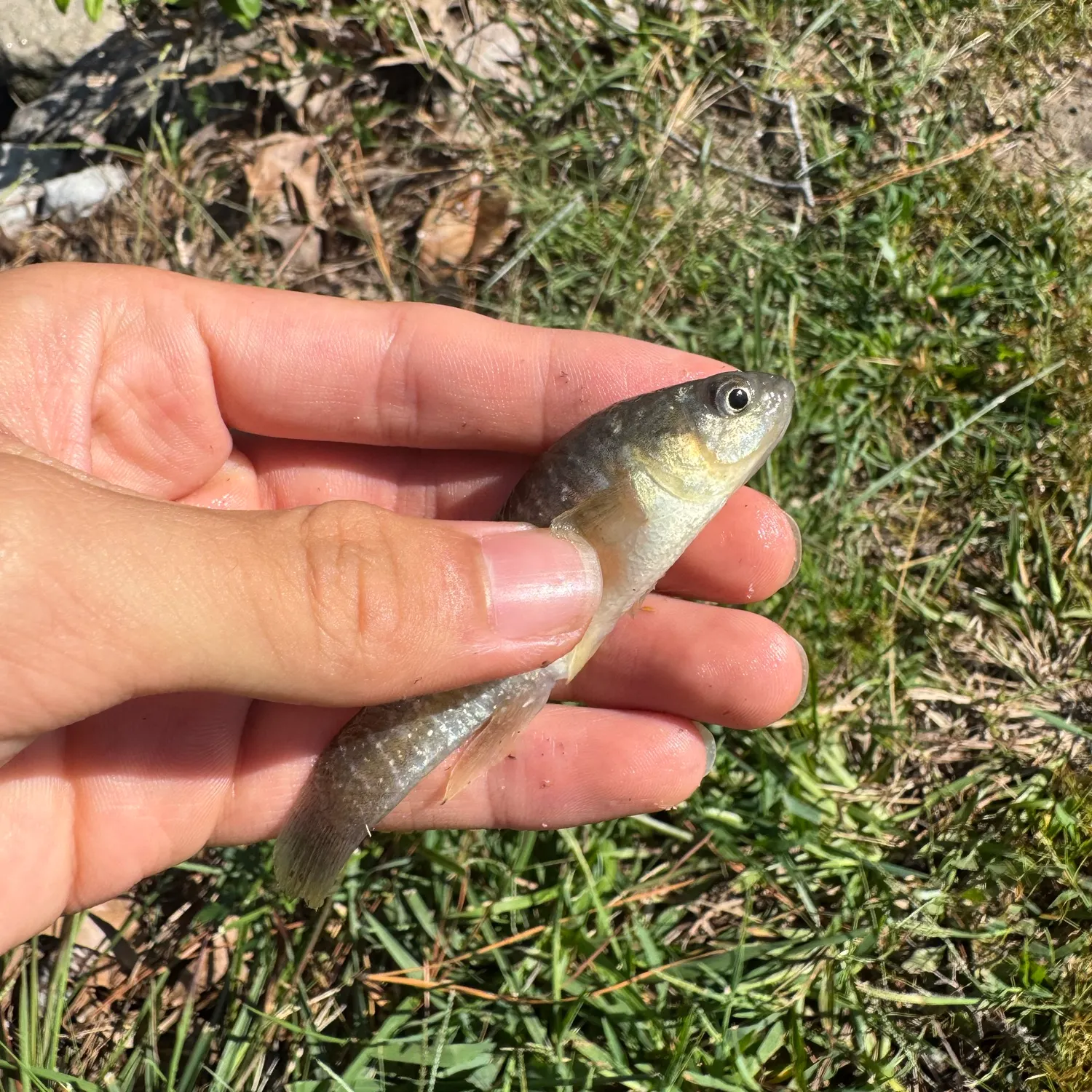 The most recent Mummichog catches on Fishbrain