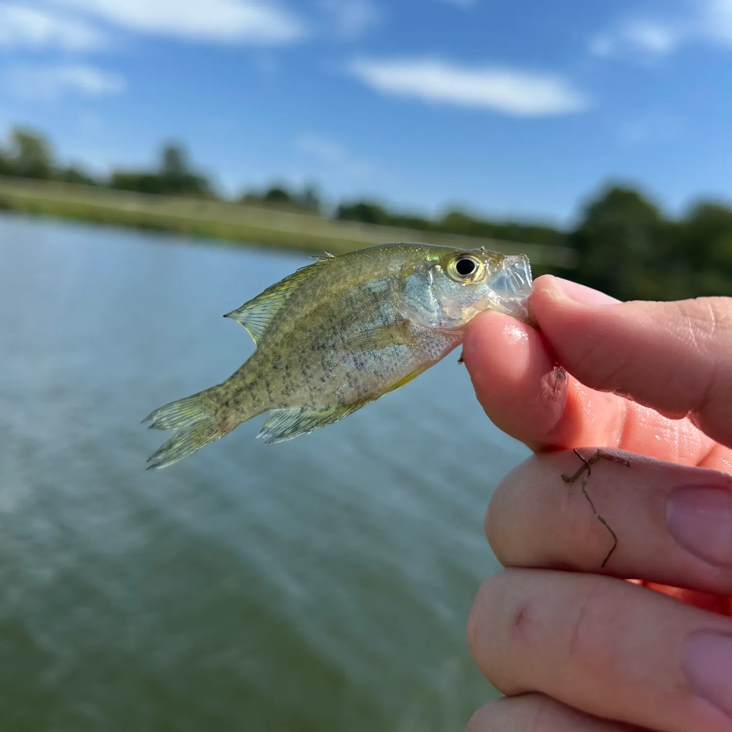 White crappie caught on Fishbrain