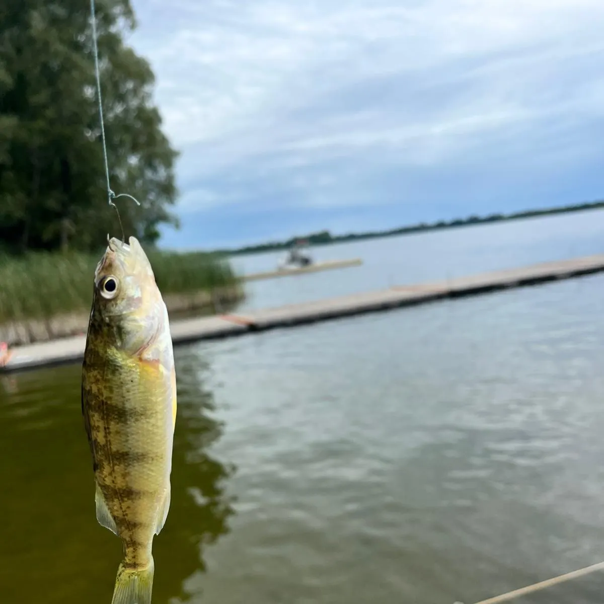Yellow perch caught on Fishbrain