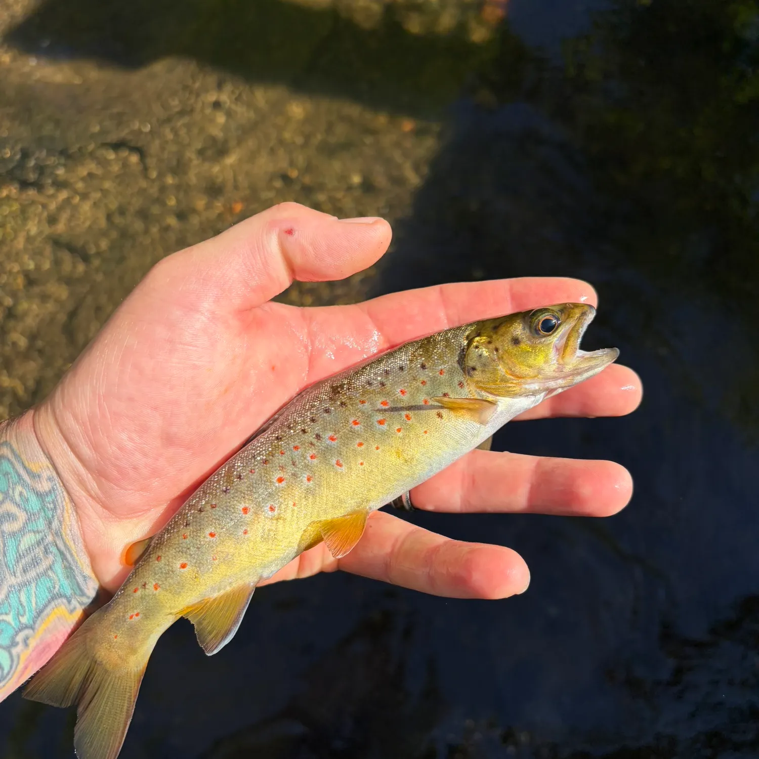 recently logged catches