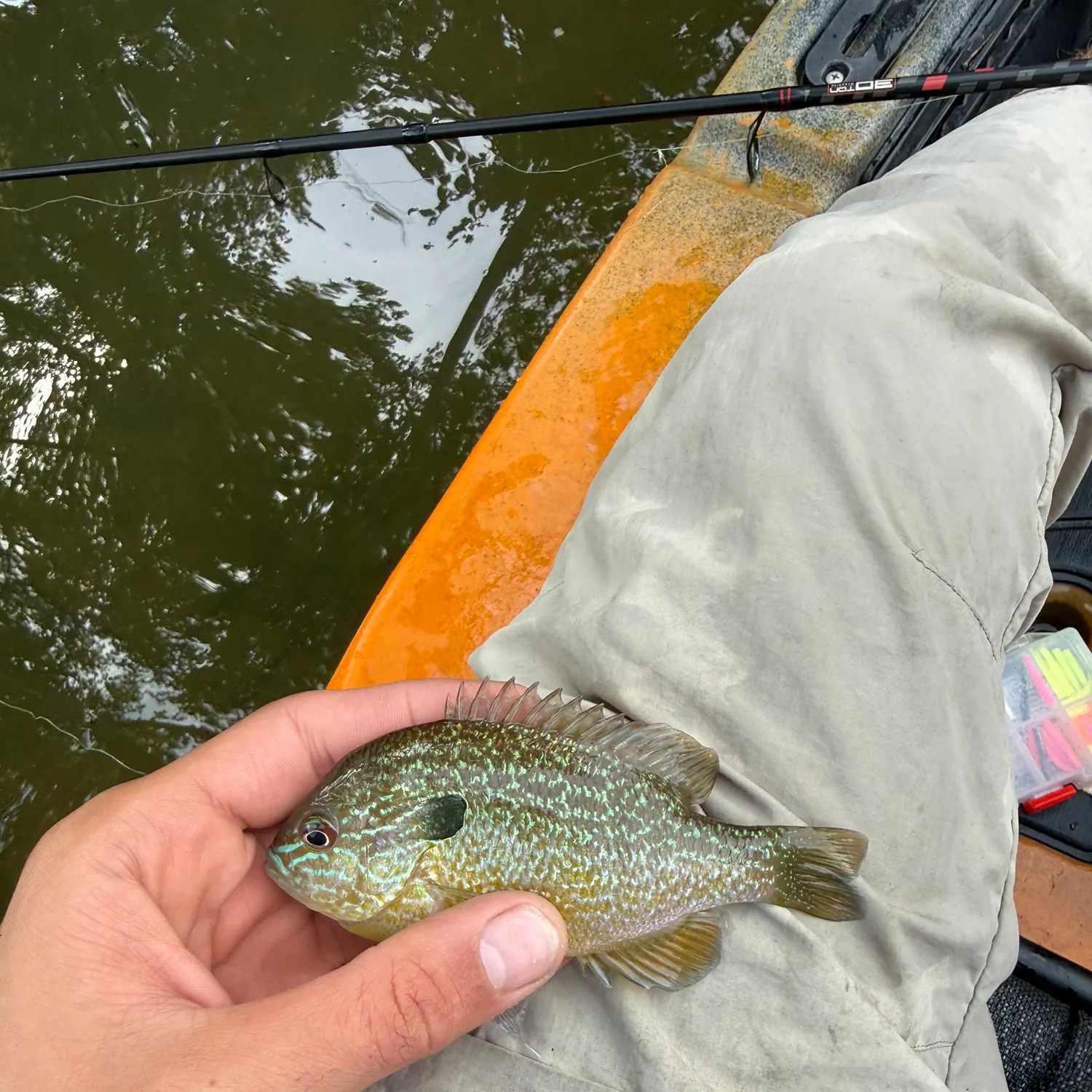 Longear sunfish caught on Fishbrain