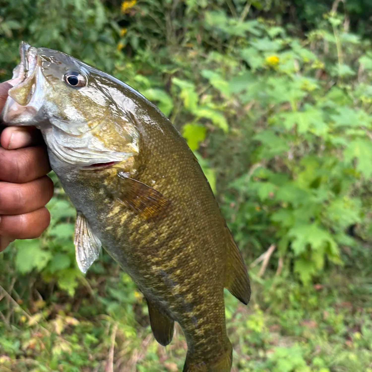 Smallmouth bass caught on Fishbrain