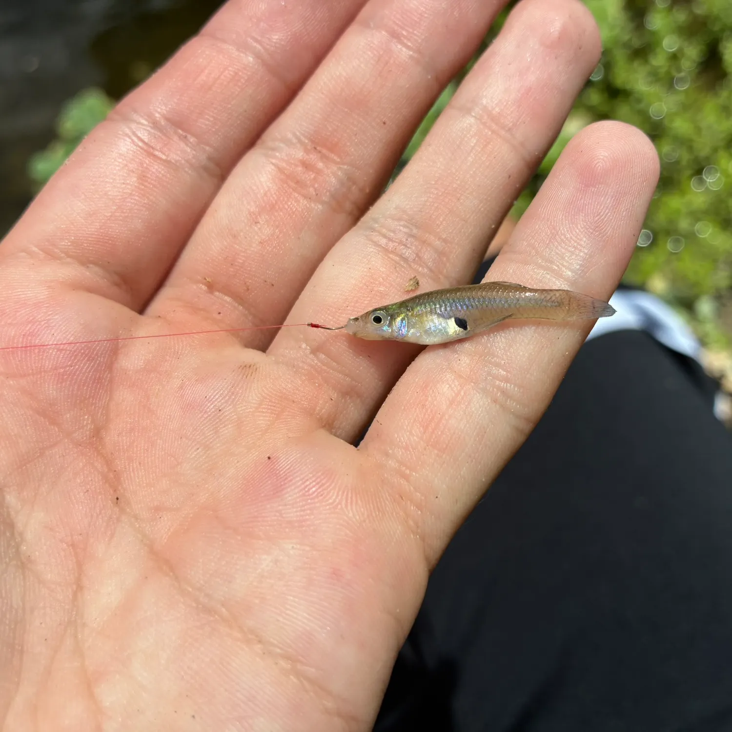 Eastern mosquitofish caught on Fishbrain
