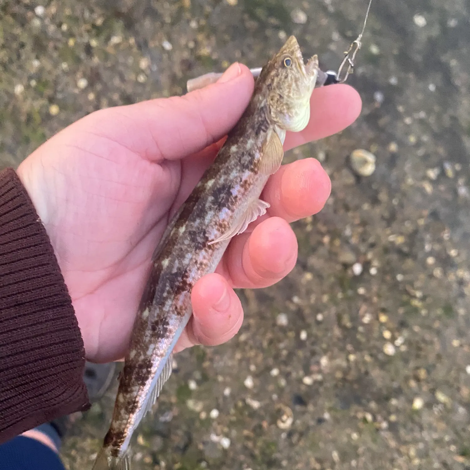 Inshore lizardfish caught on Fishbrain