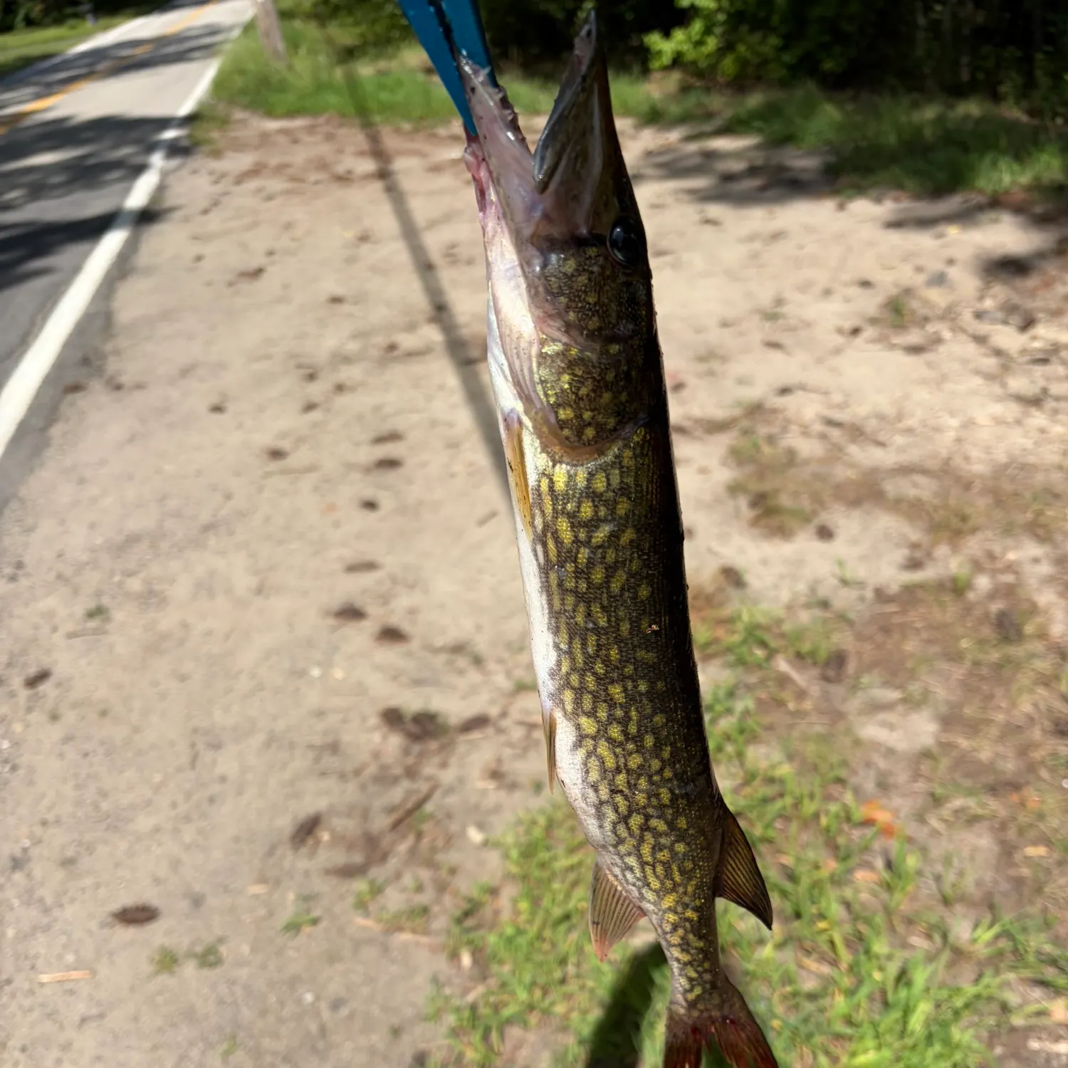 Chain pickerel caught on Fishbrain