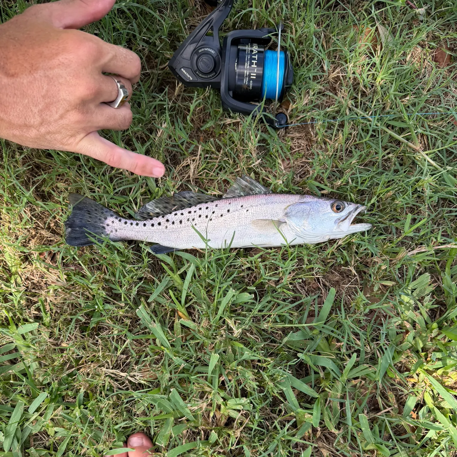 The most recent Spotted seatrout catches on Fishbrain