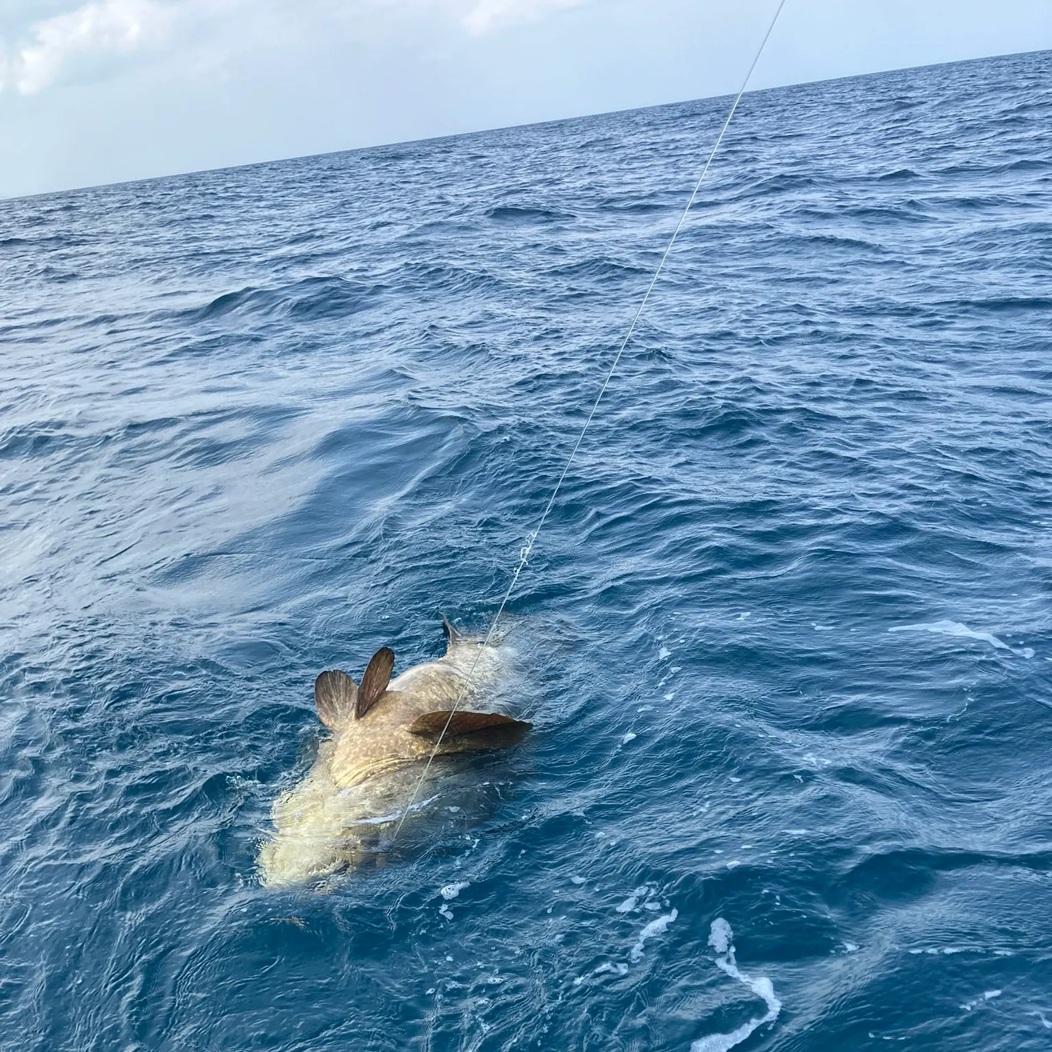 The most recent Pacific goliath grouper catches on Fishbrain