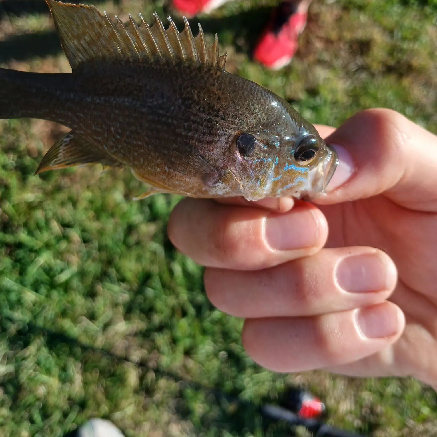 Green sunfish caught on Fishbrain