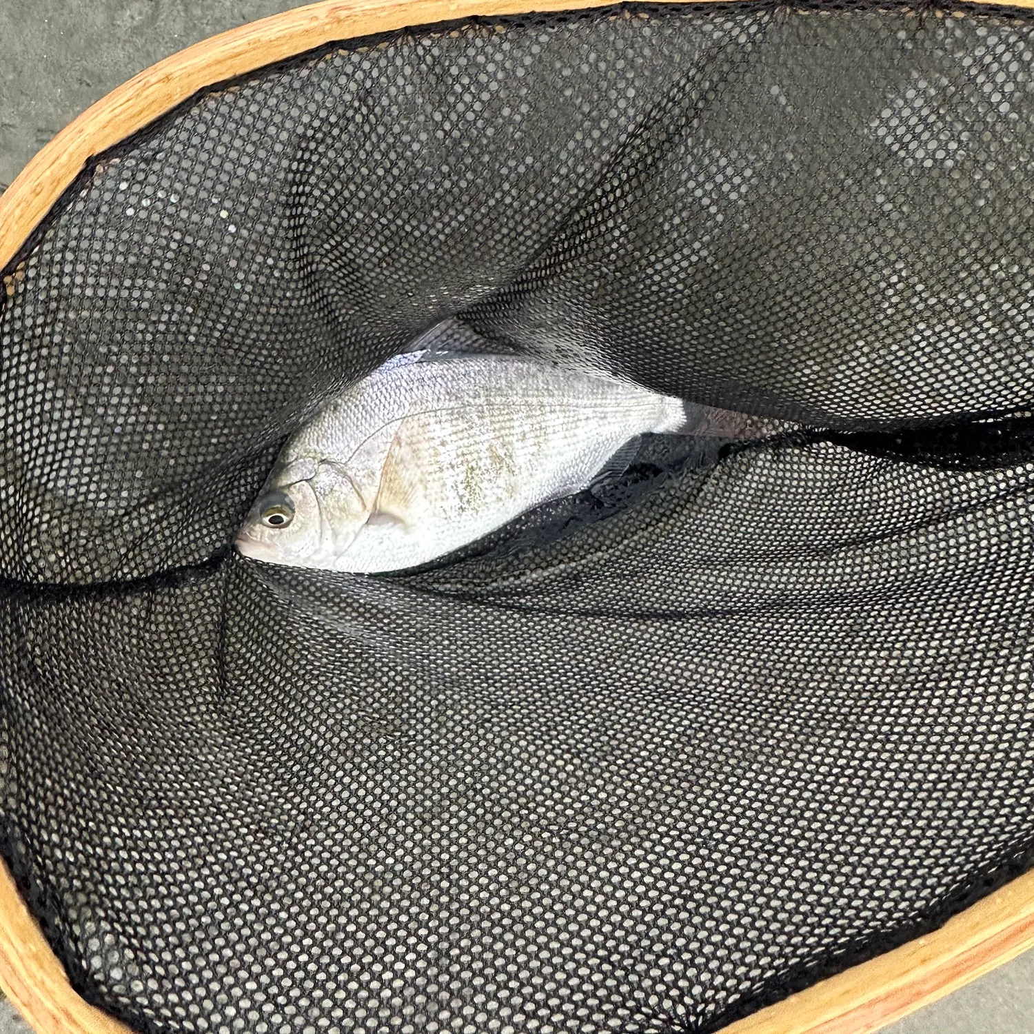 The most recent Silver surfperch catches on Fishbrain
