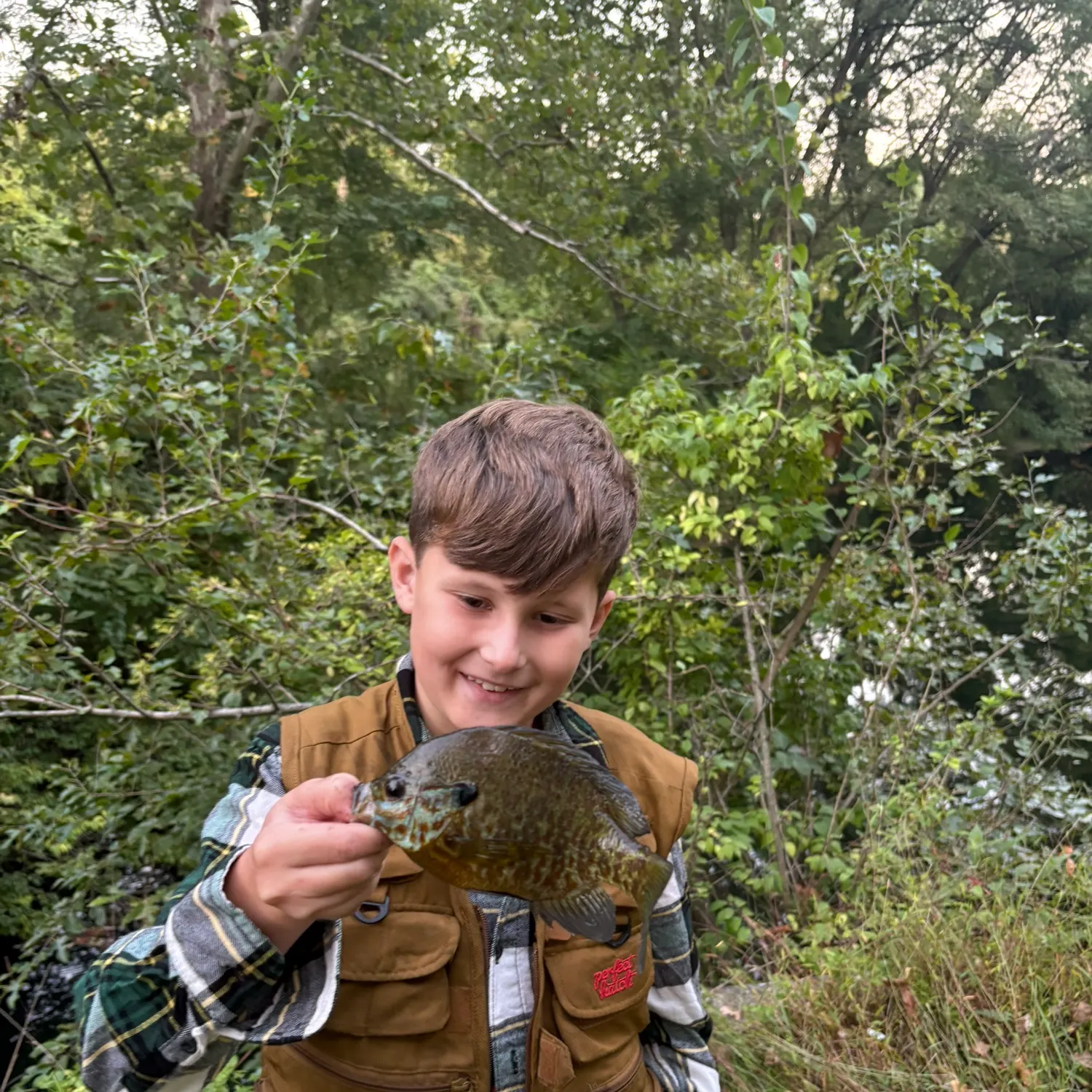 Pumpkinseed caught on Fishbrain