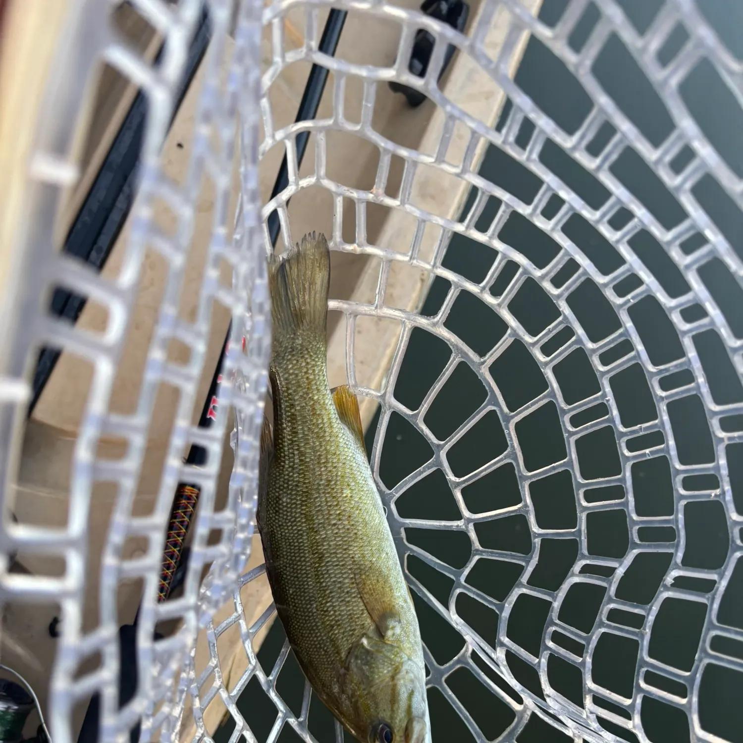 Smallmouth bass caught on Fishbrain