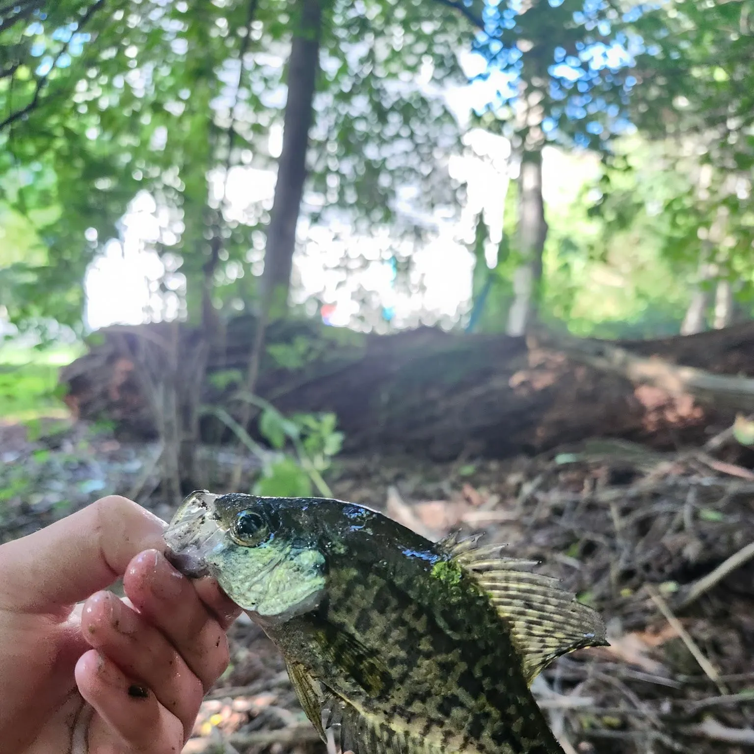 Black crappie caught on Fishbrain