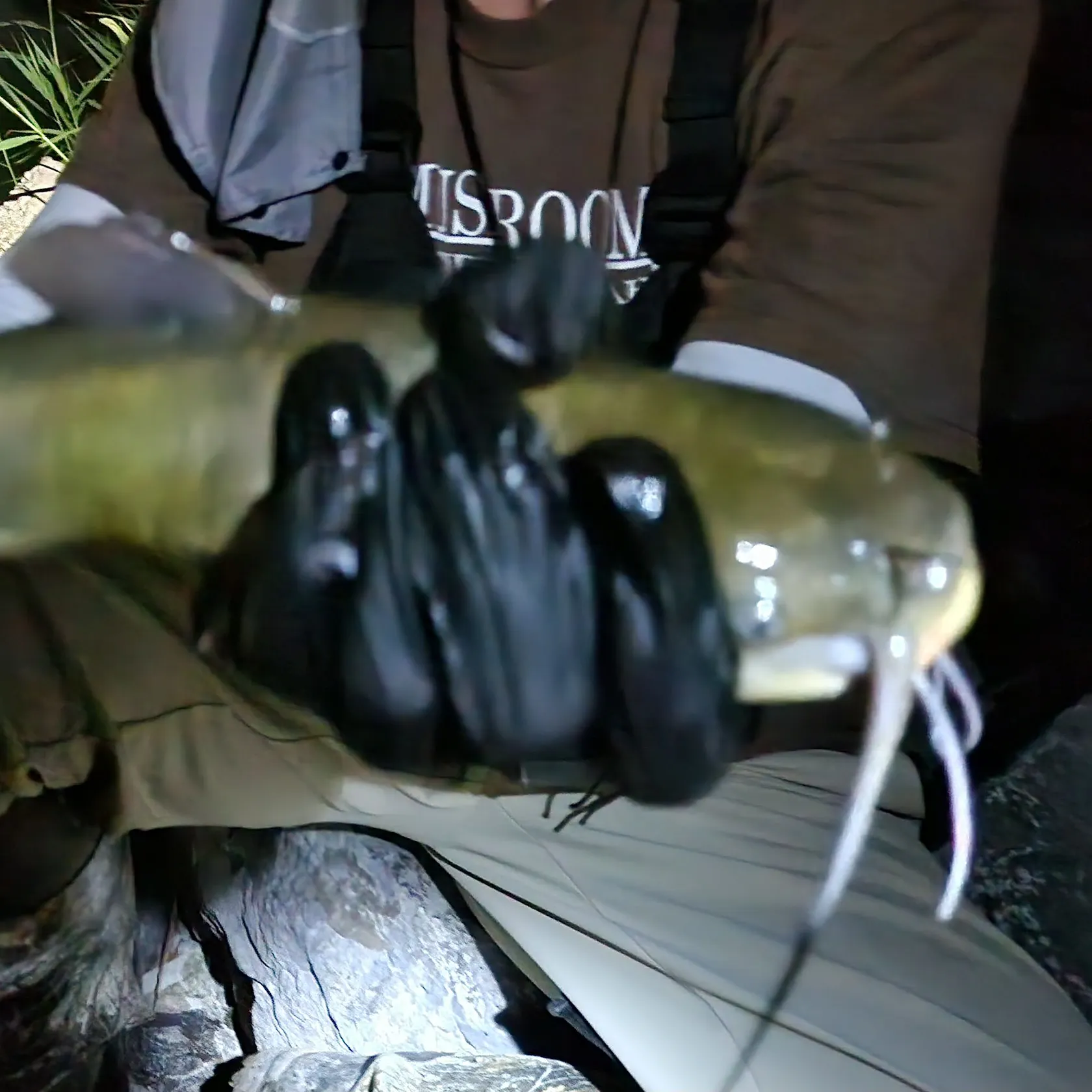 Black bullhead caught on Fishbrain